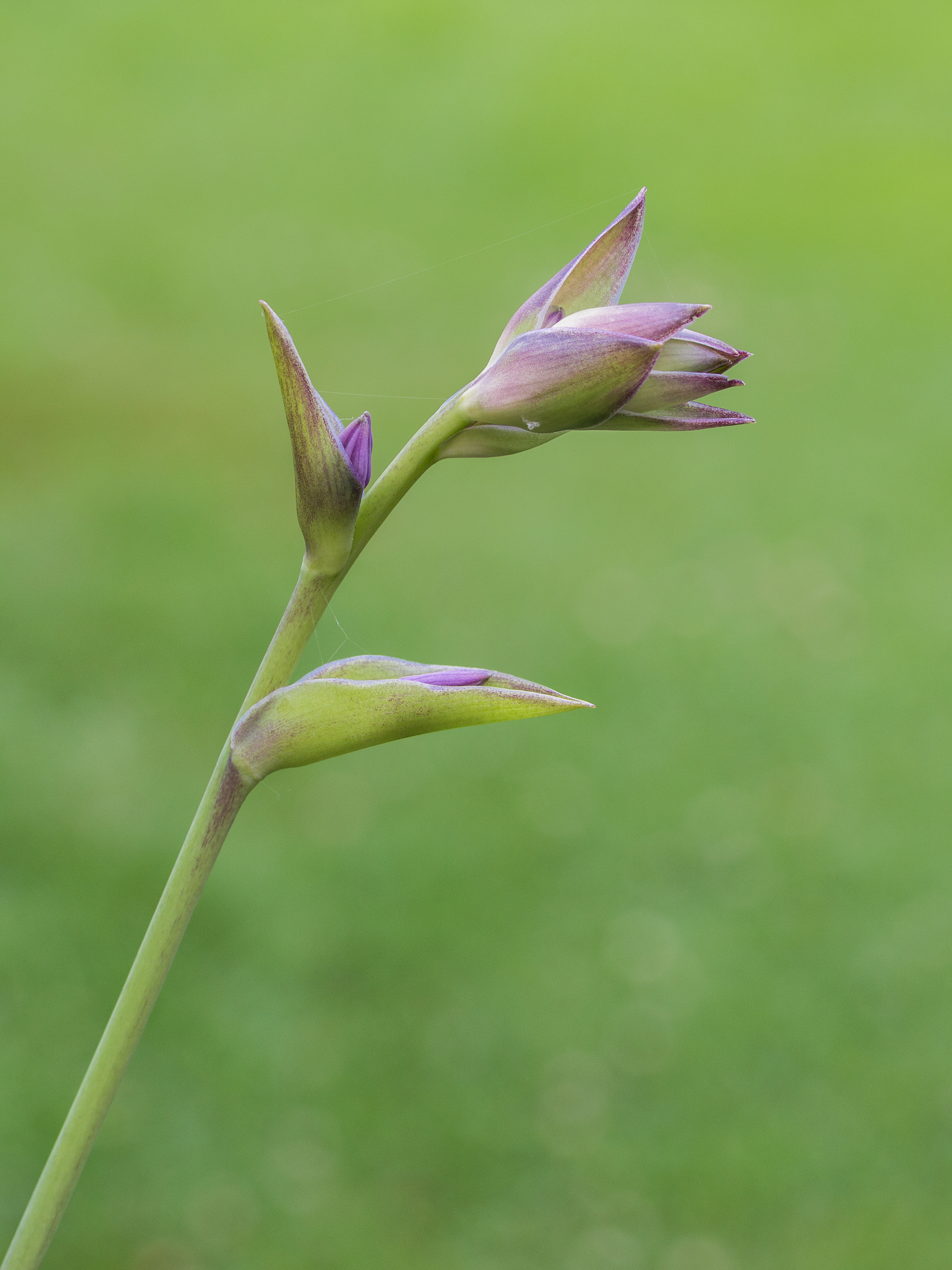 Hosta 'Grand Slam'. (d.j.b.) 02