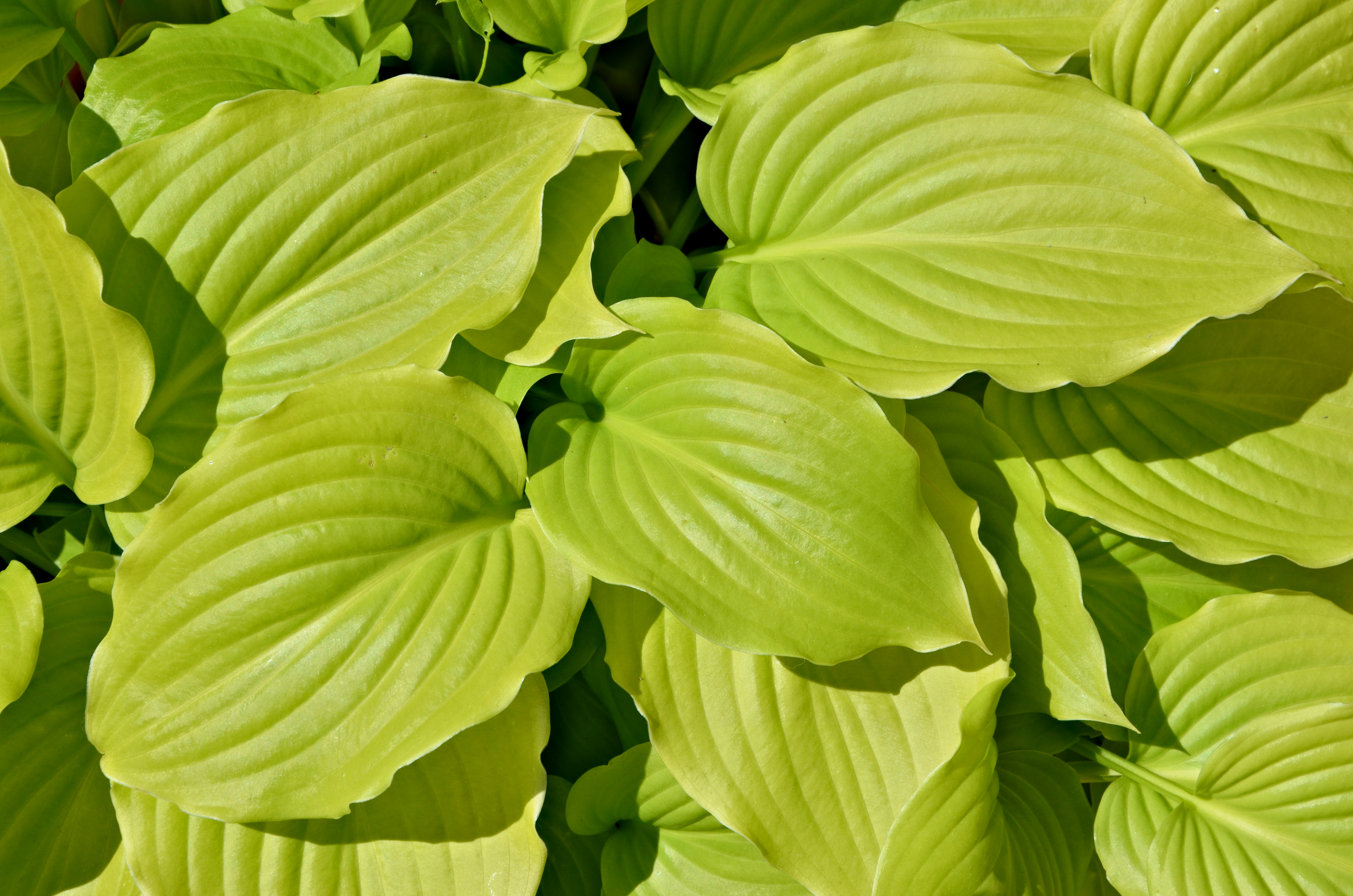 Hosta FR 2013