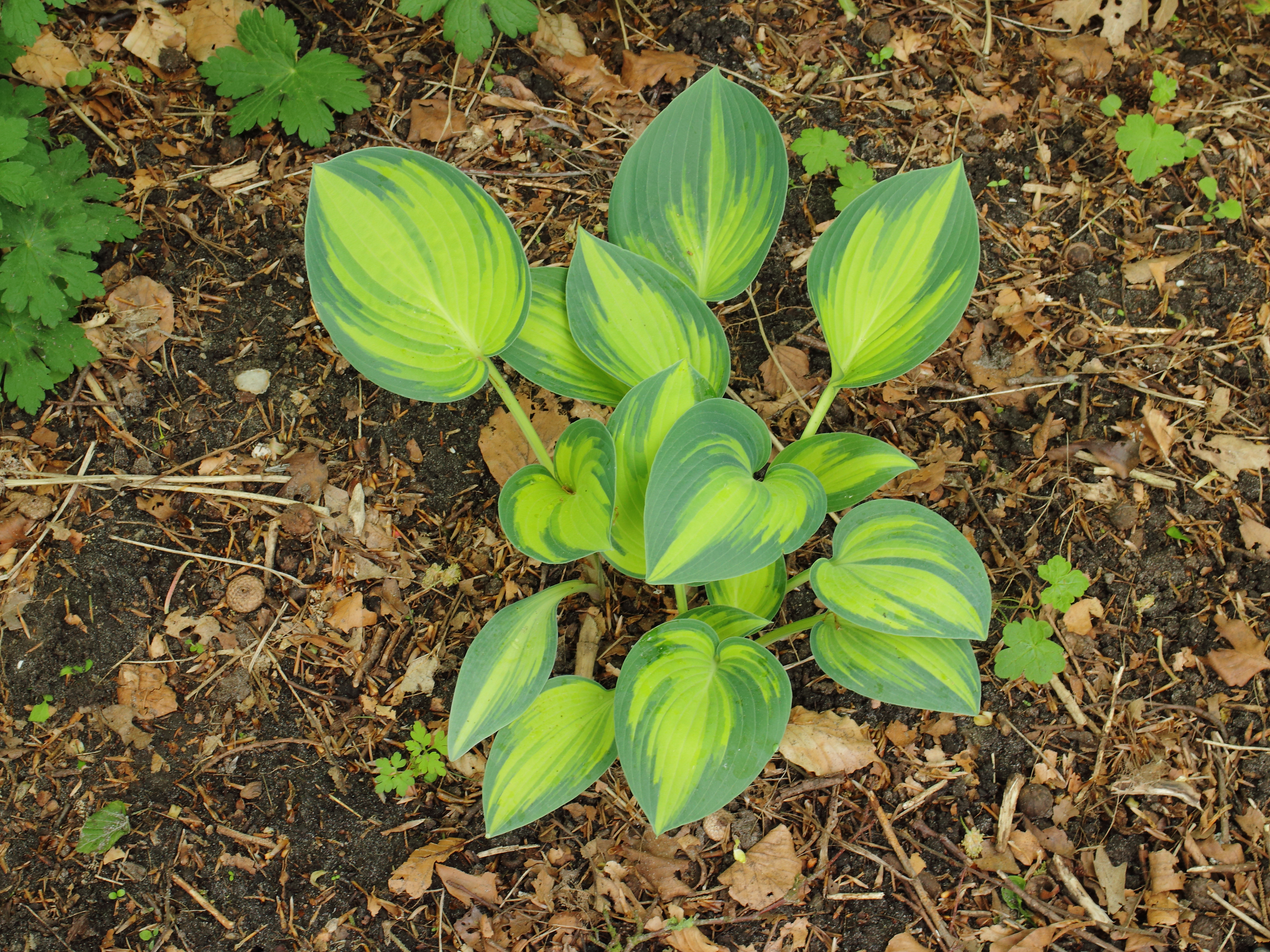Hosta June 02