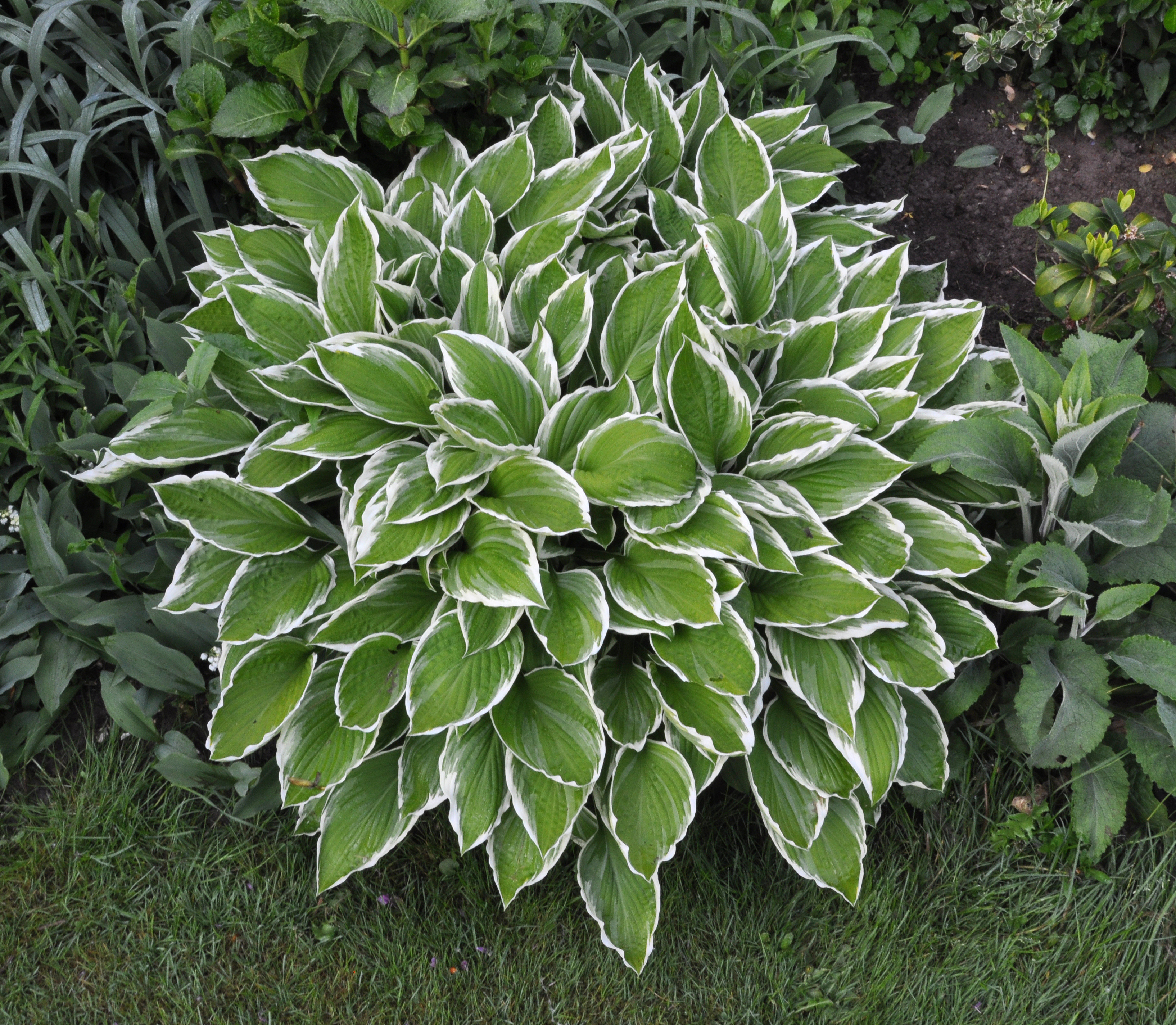 Hosta R01