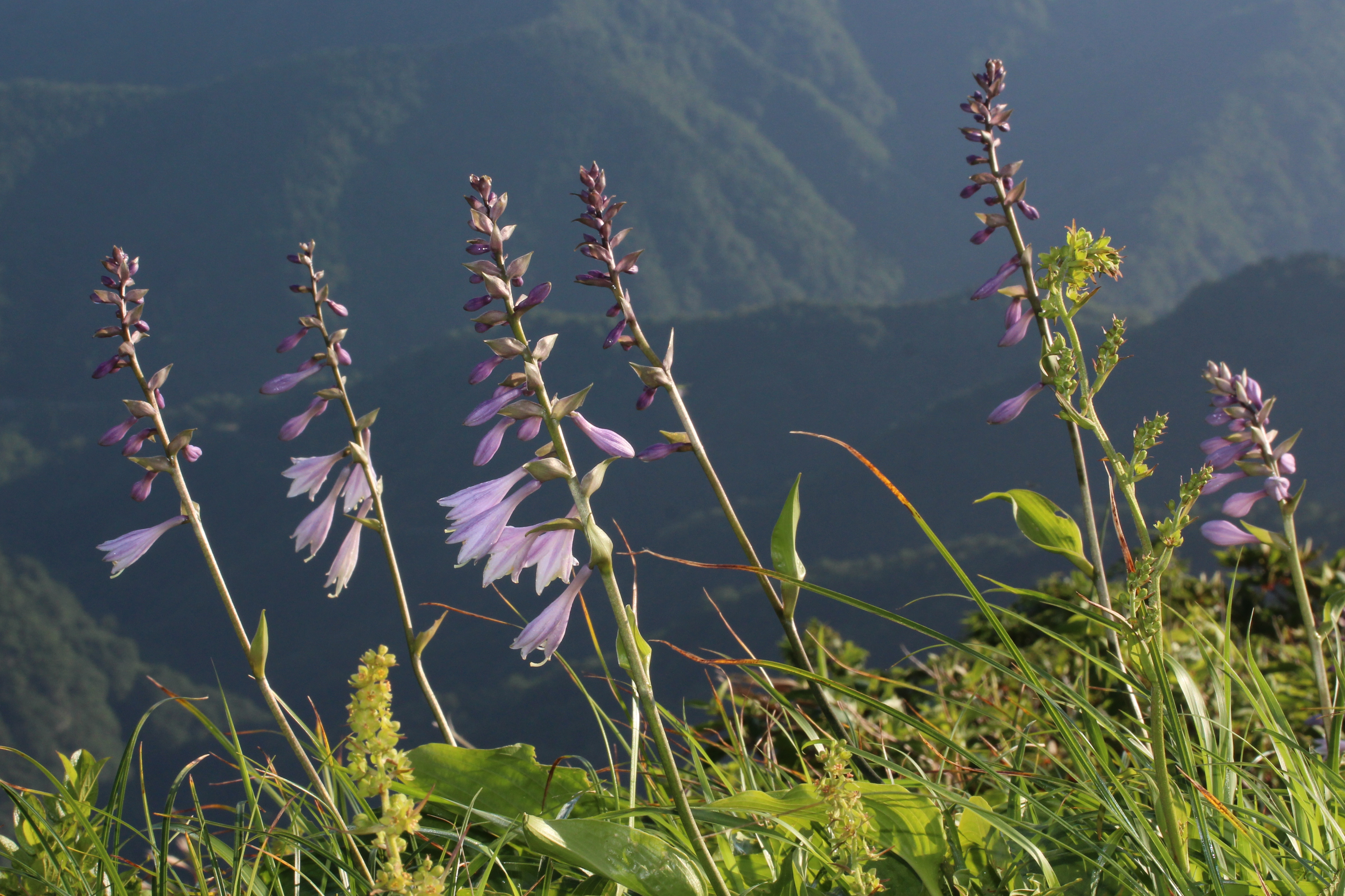 Hosta sieboldiana (Mount Kanmuri)