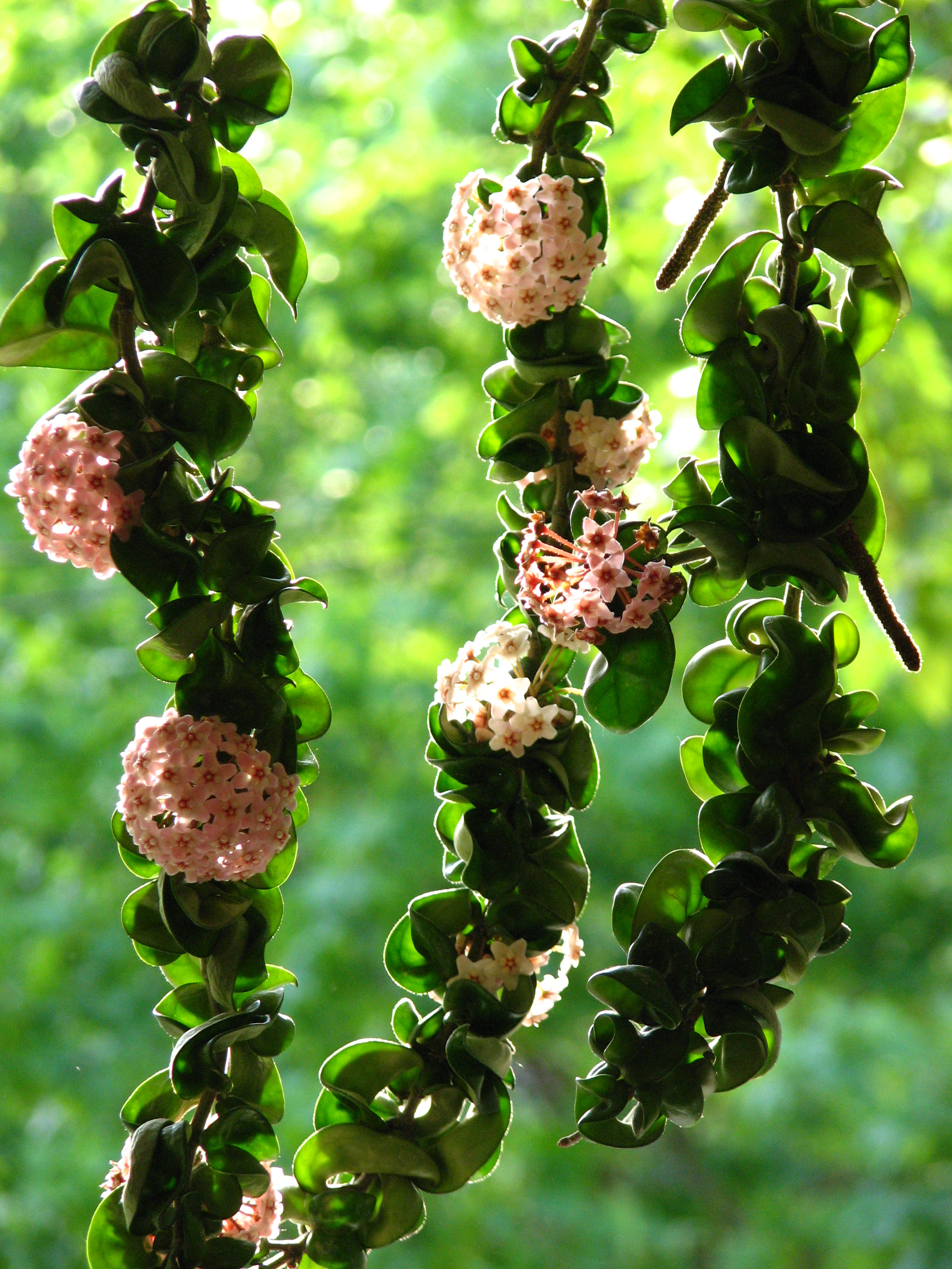 Hoya compacta 18