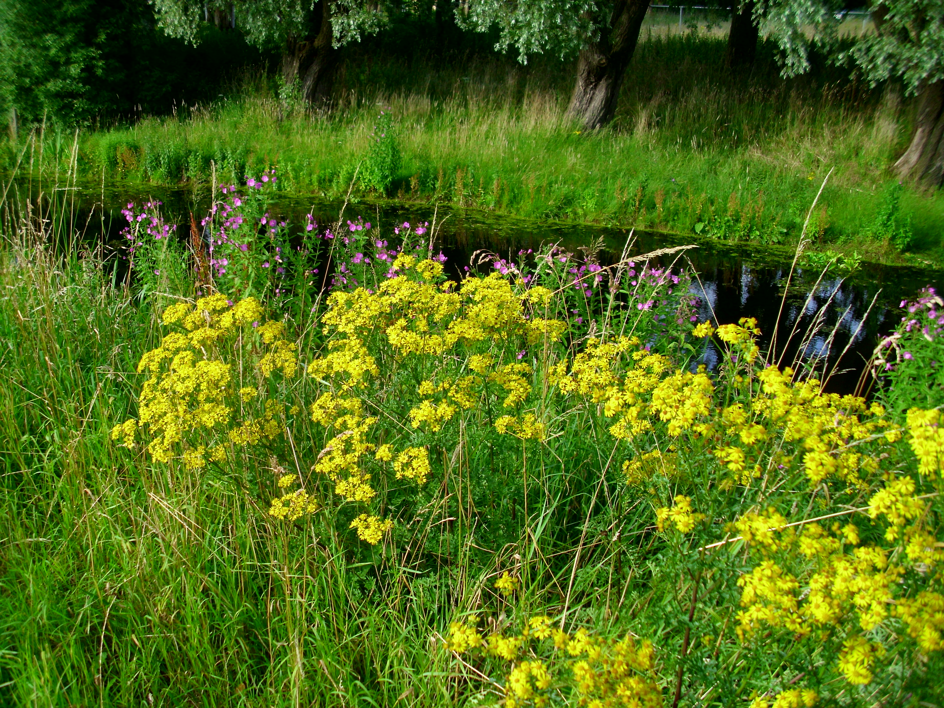 HPIM3743Verge flowers 7