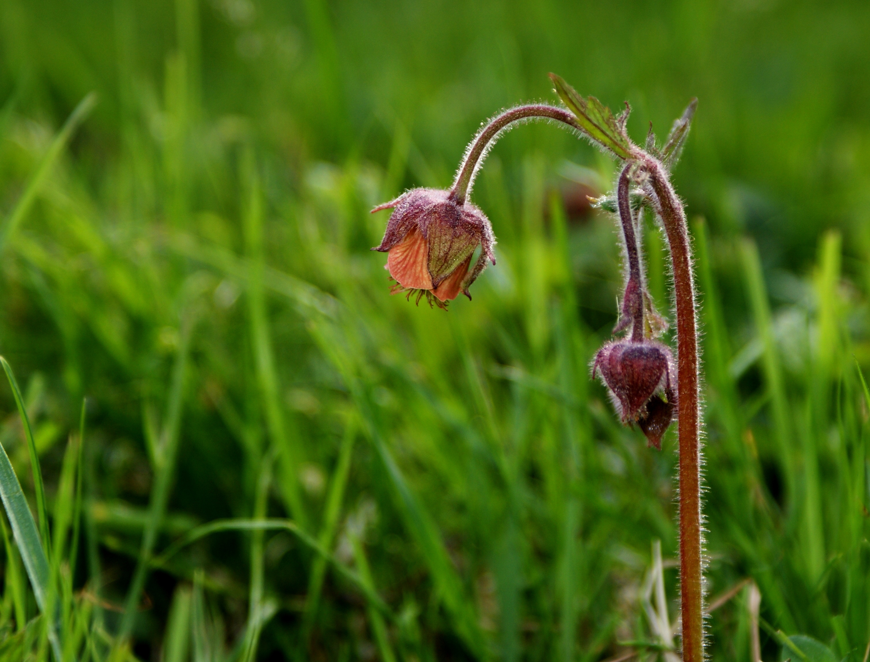 Humleblomster