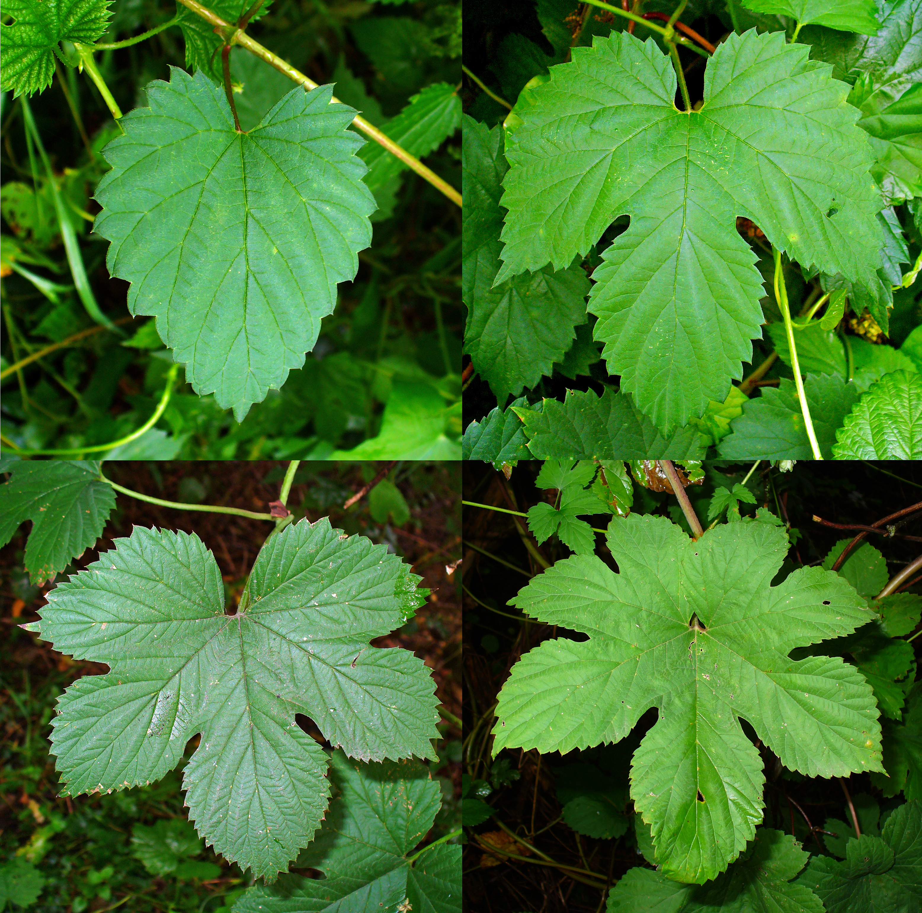 Humulus lupulus 012