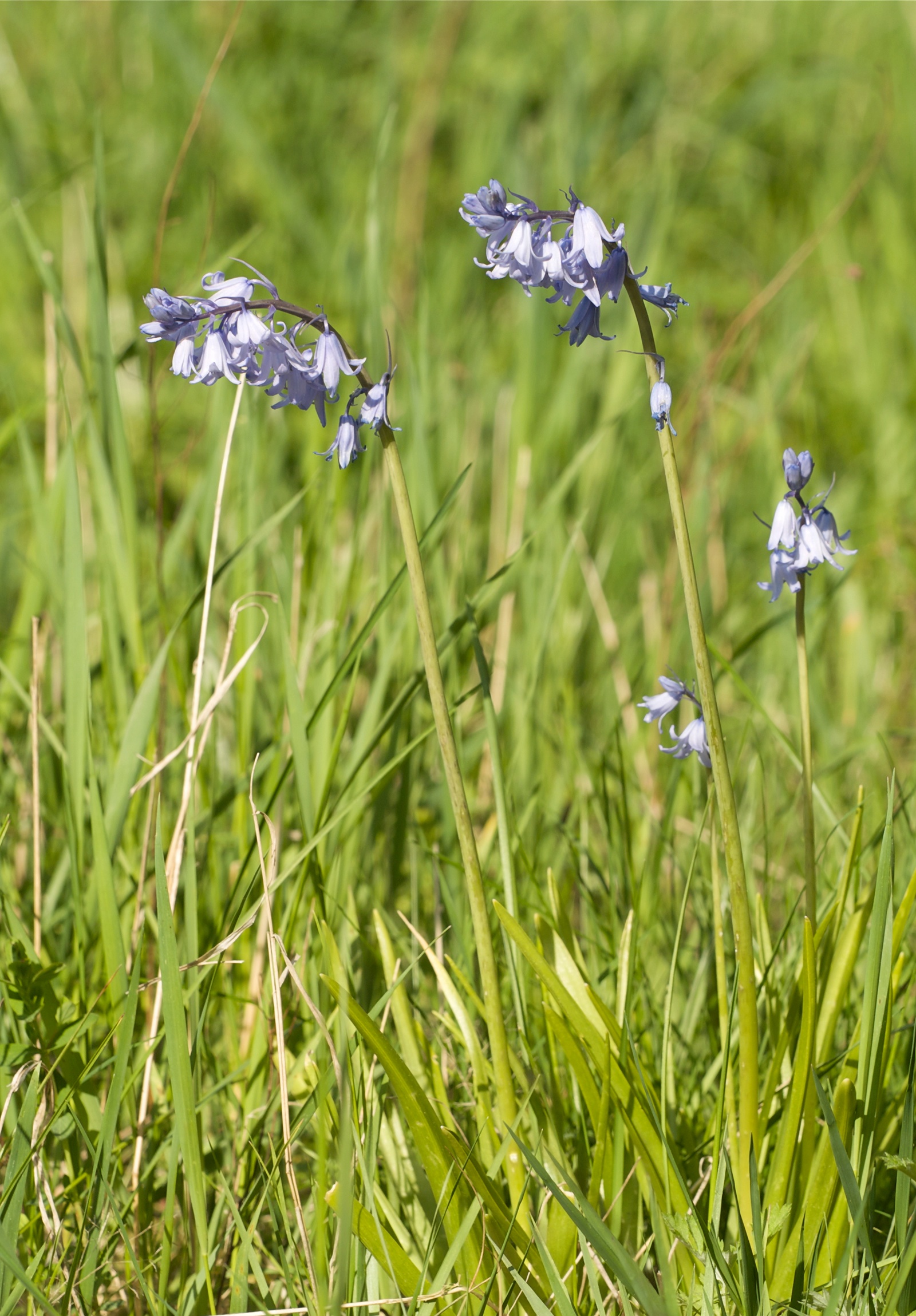 Hyacinthoides non-scripta LC0139