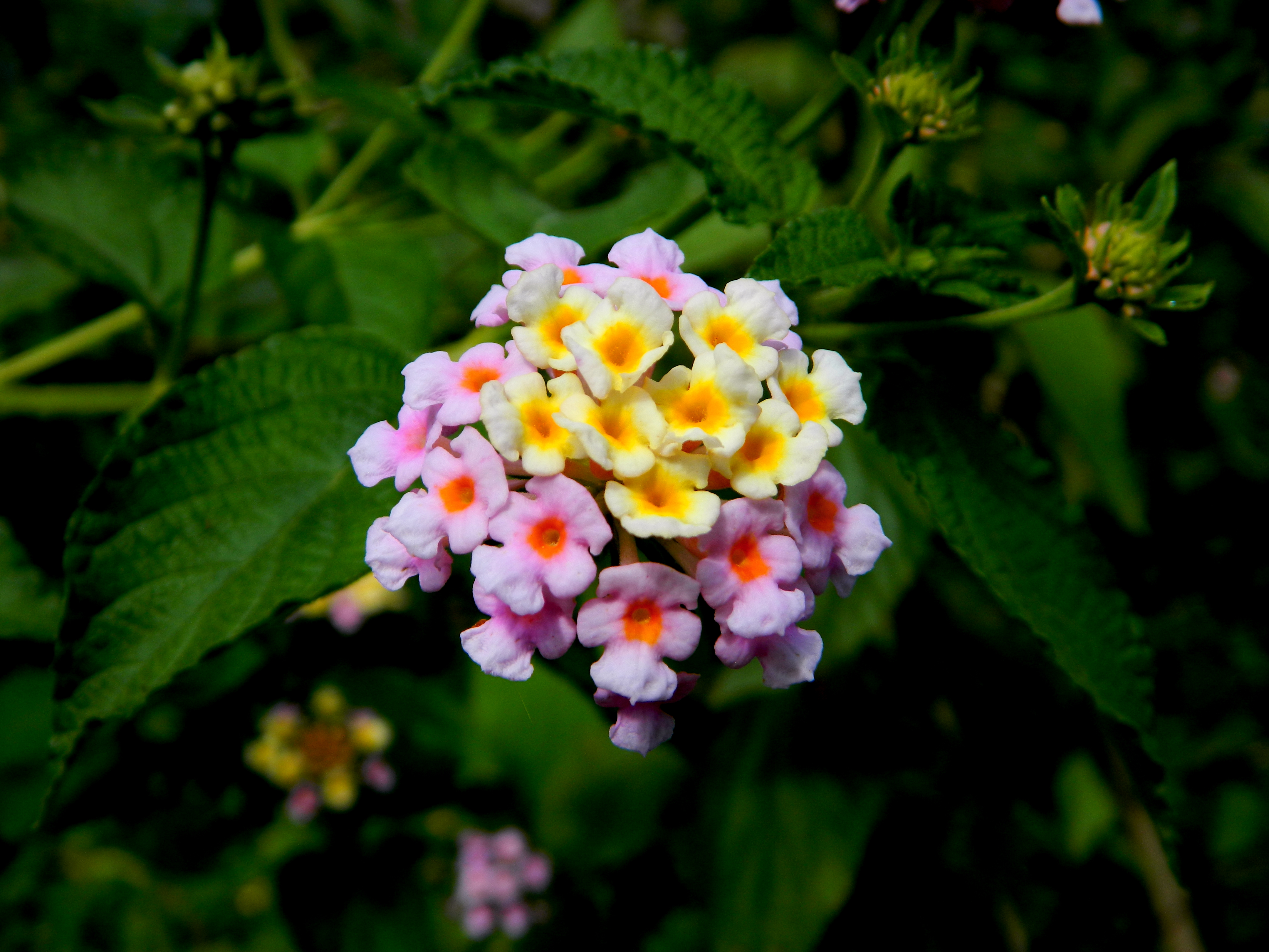 Hydrangea colorful