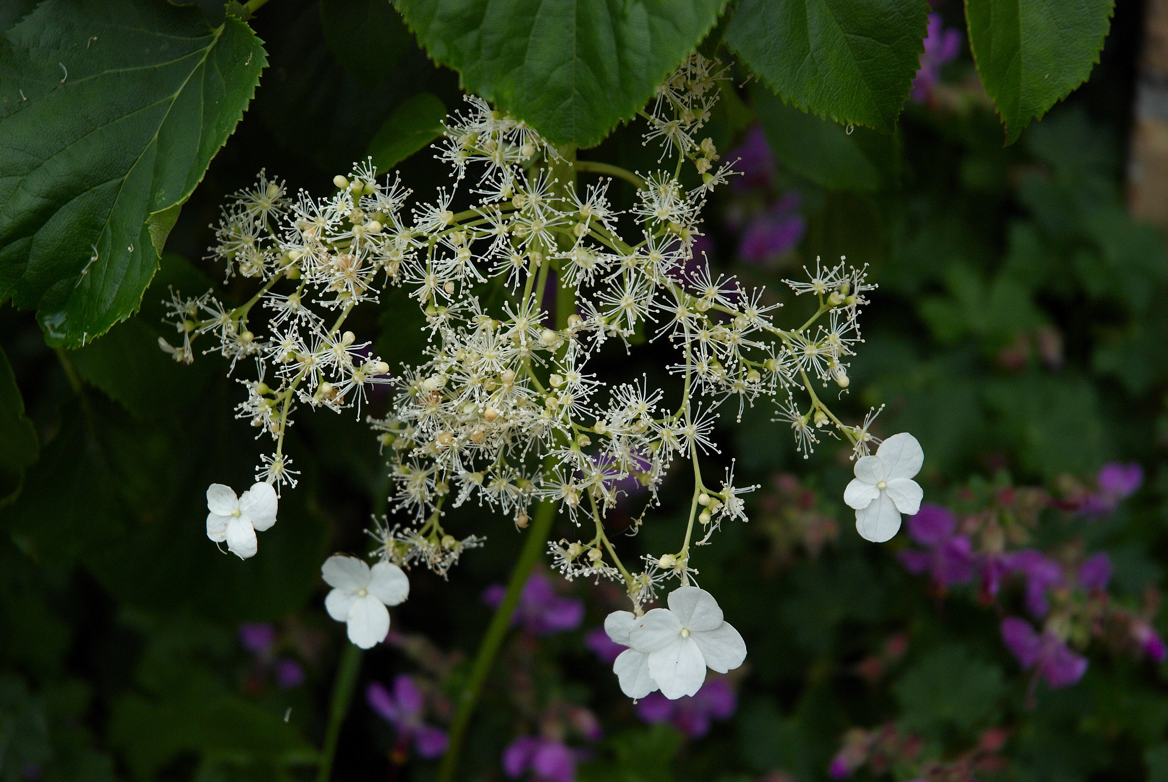 Hydrangea petiolaris A