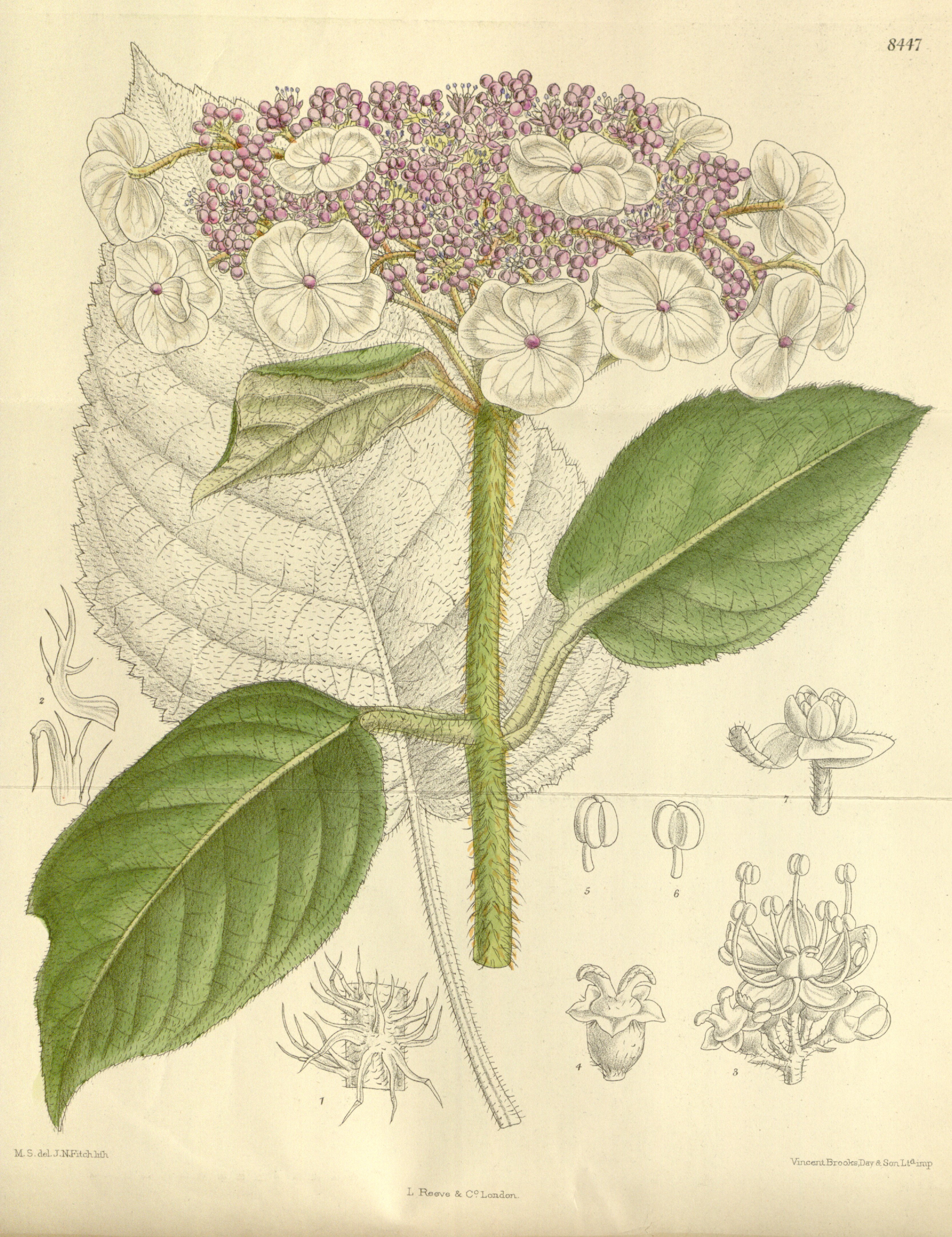 Hydrangea sargentiana 138-8447