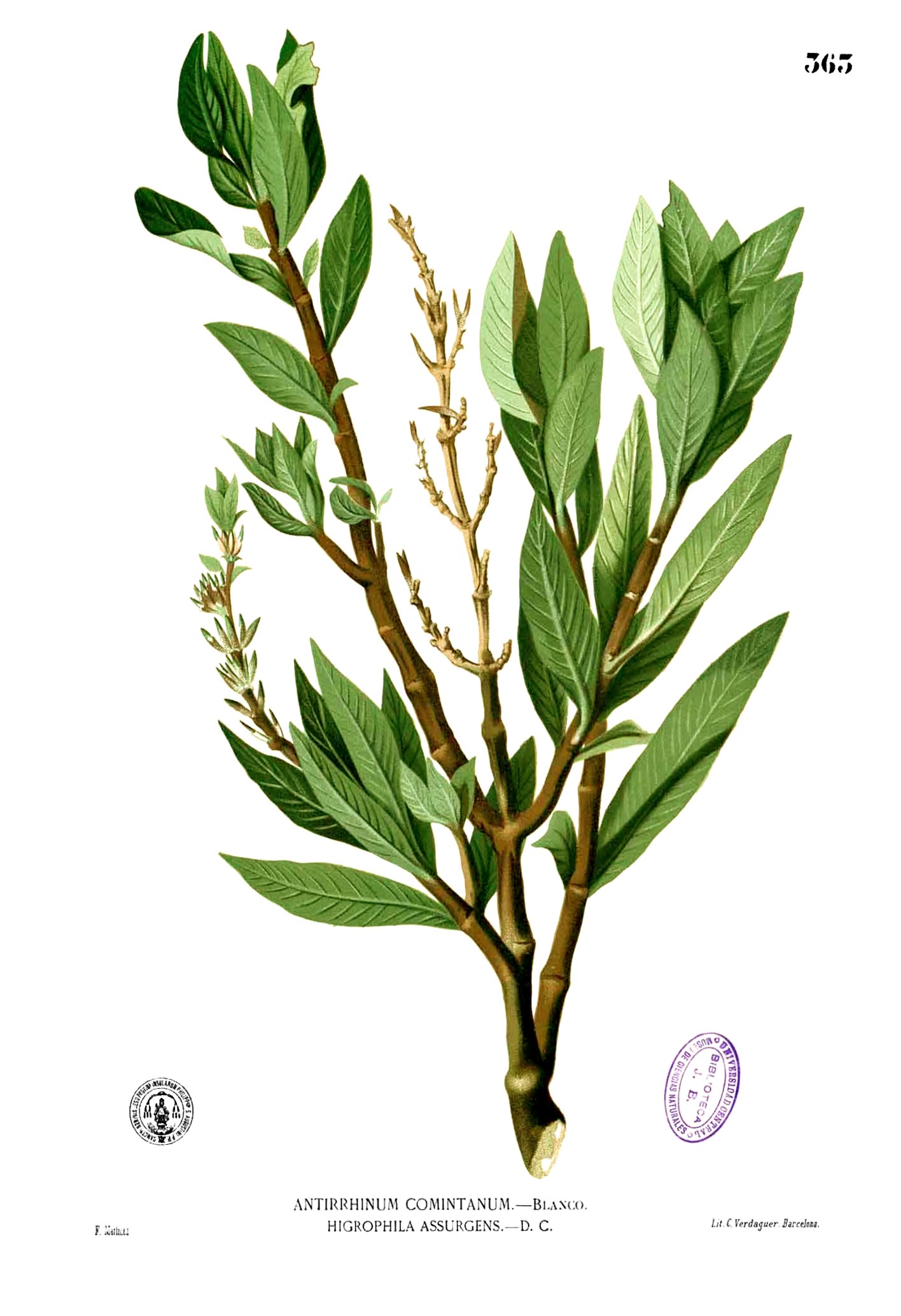 Hygrophila salicifolia Blanco2.363