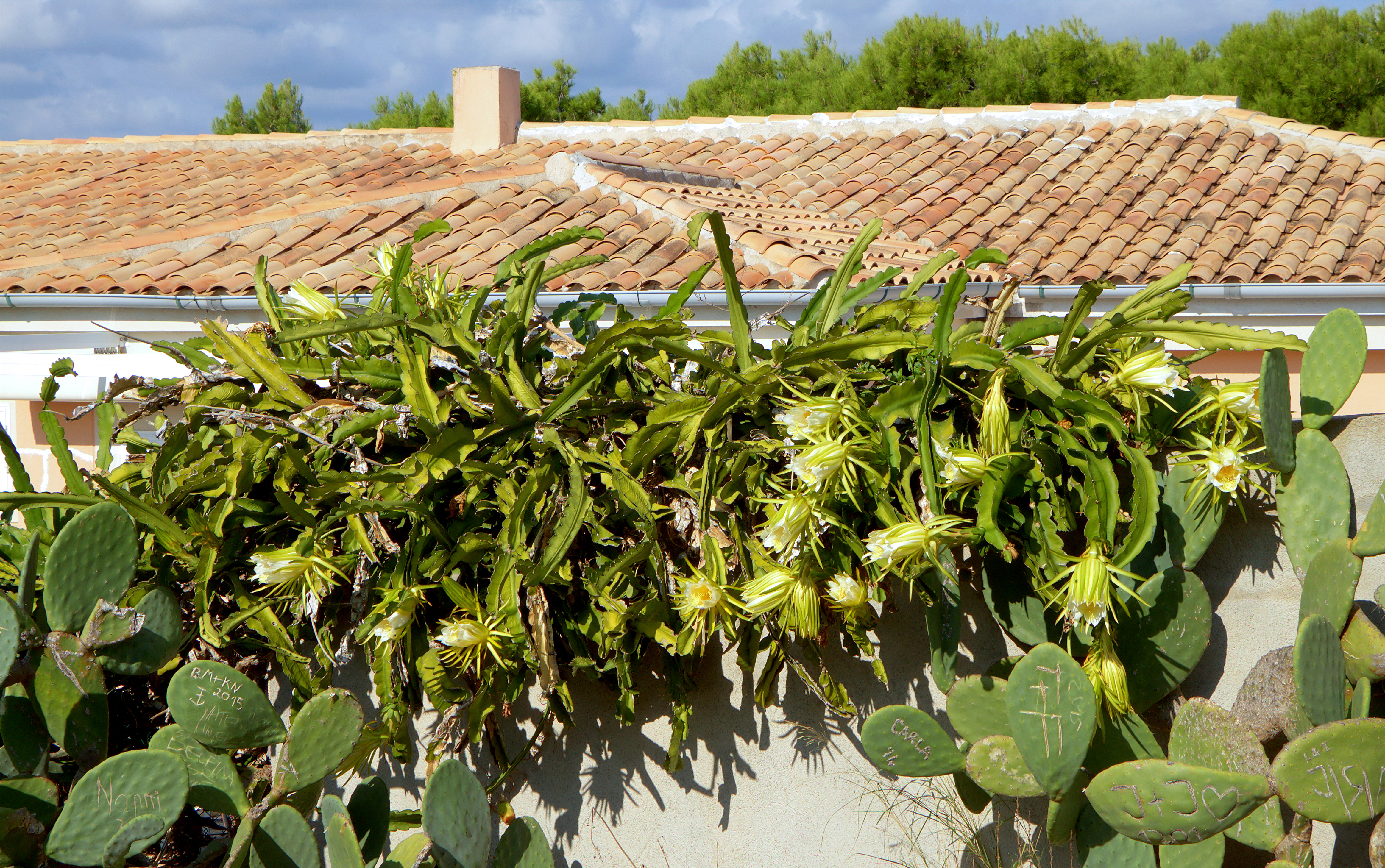 Hylocereus undatus 004