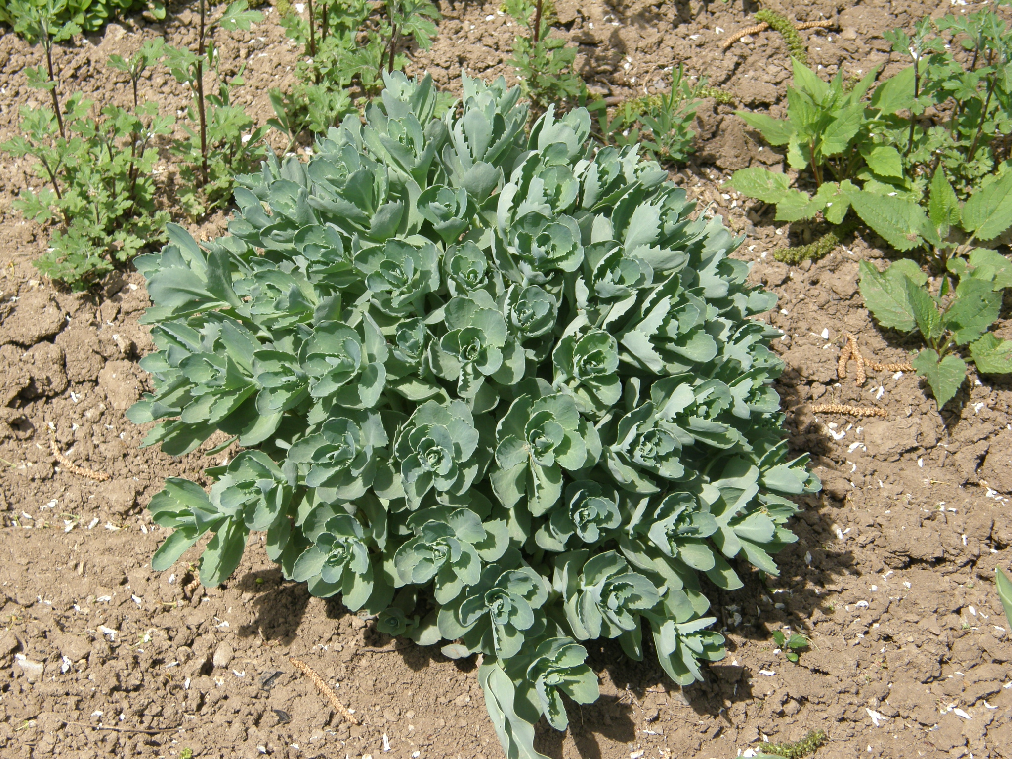 Hylotelephium spectabile in Donetsk 1