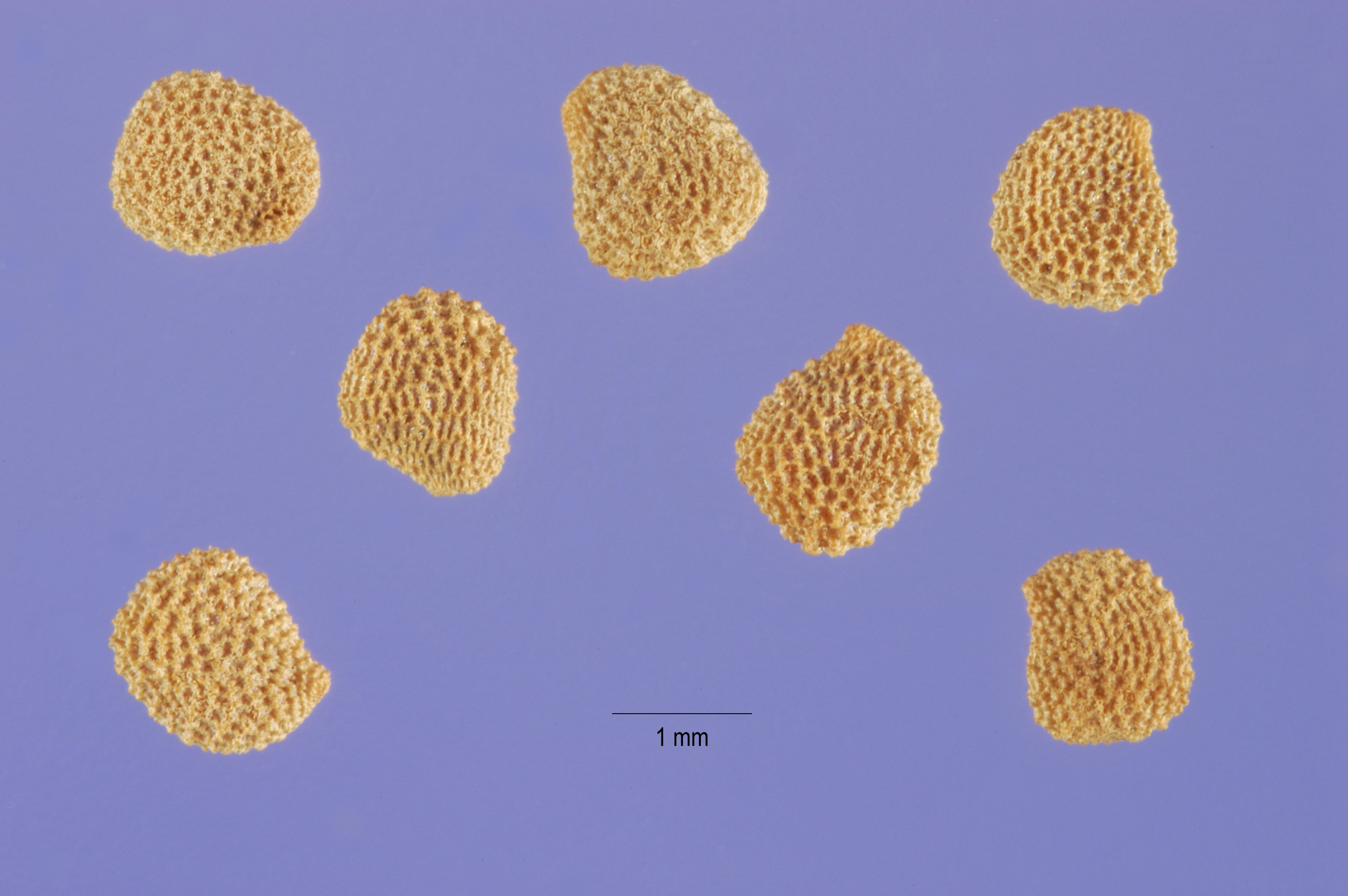 Hyoscyamus niger seeds