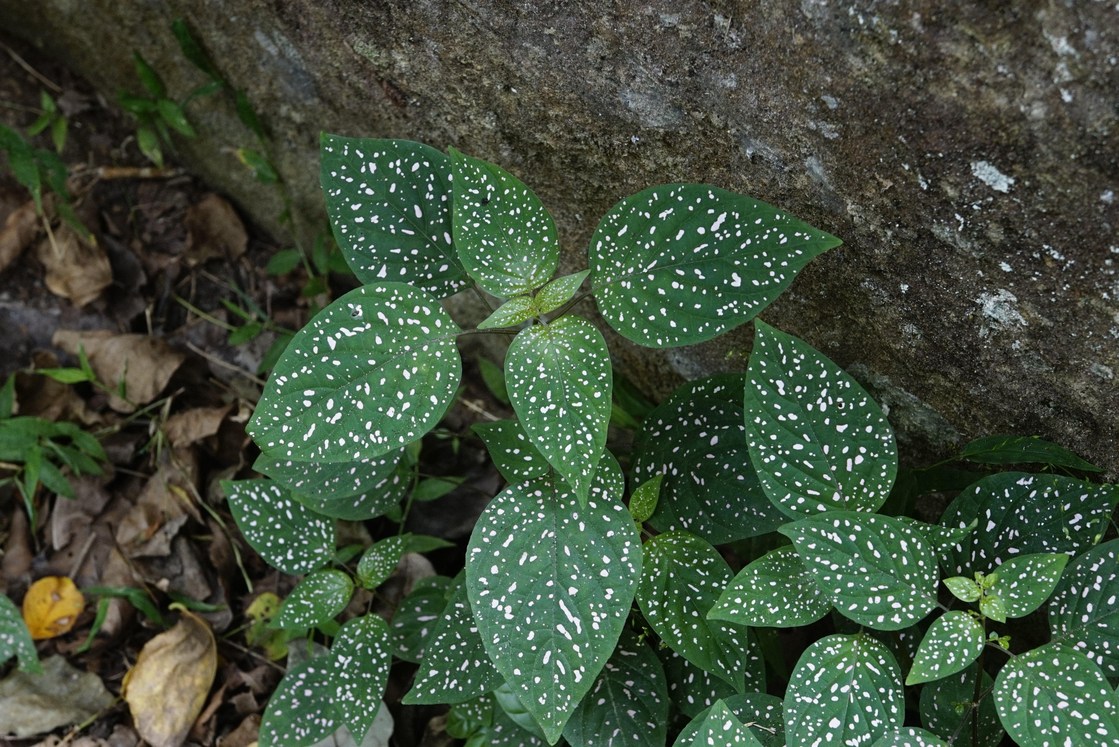 Hypoestes phyllostachya 0217