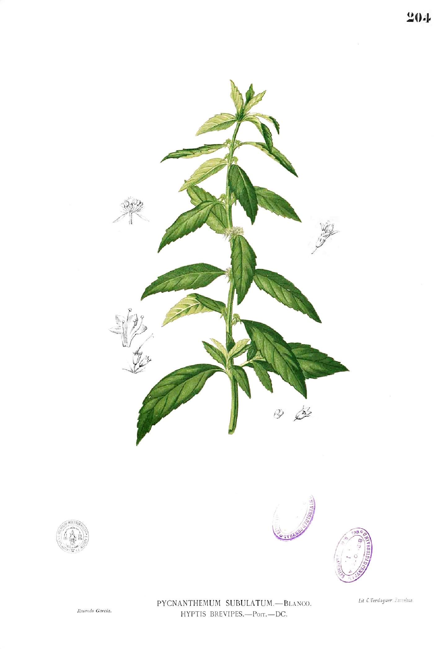 Hyptis brevipes Blanco1.204