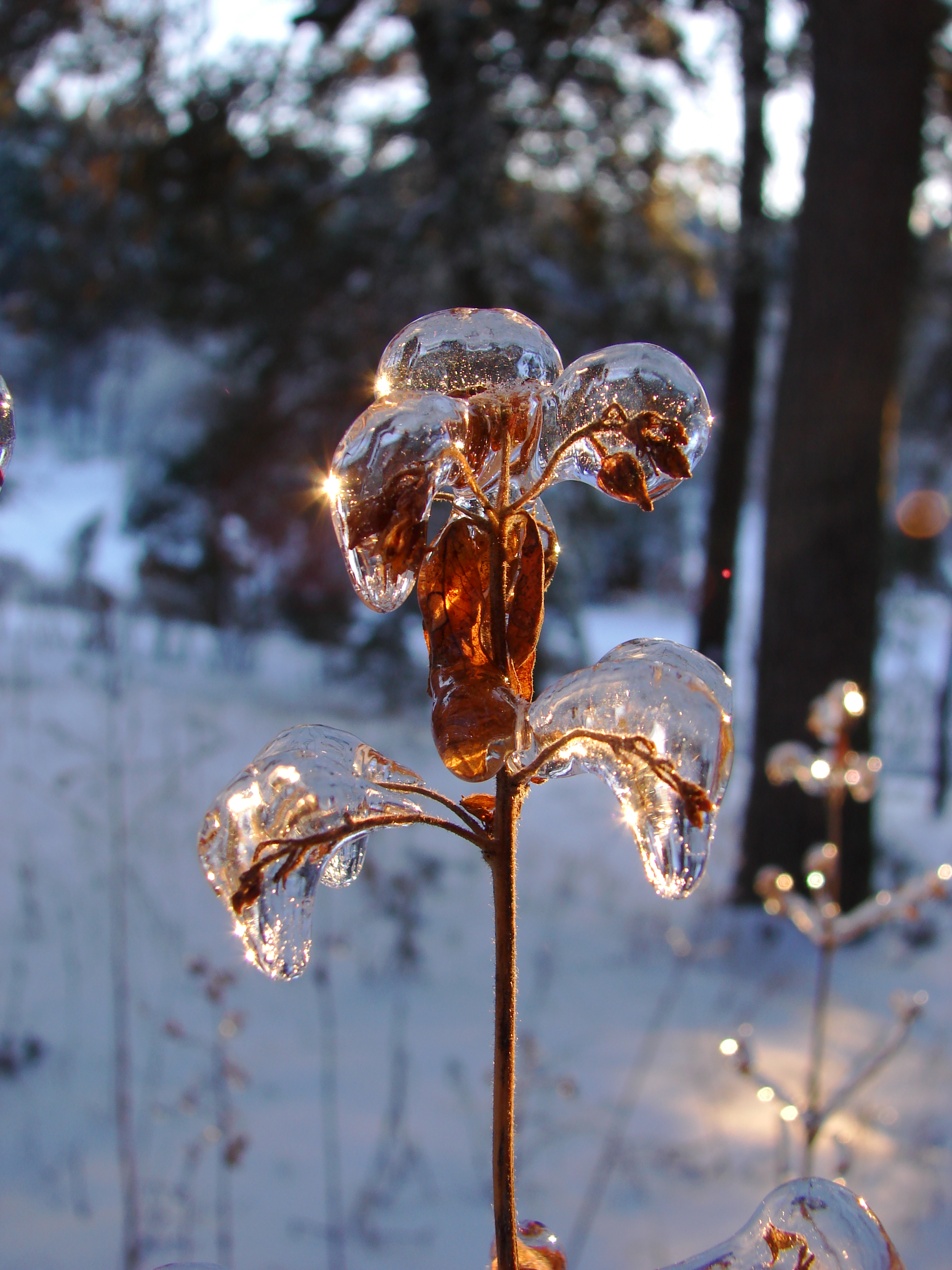 Ice storm in Lviv-2