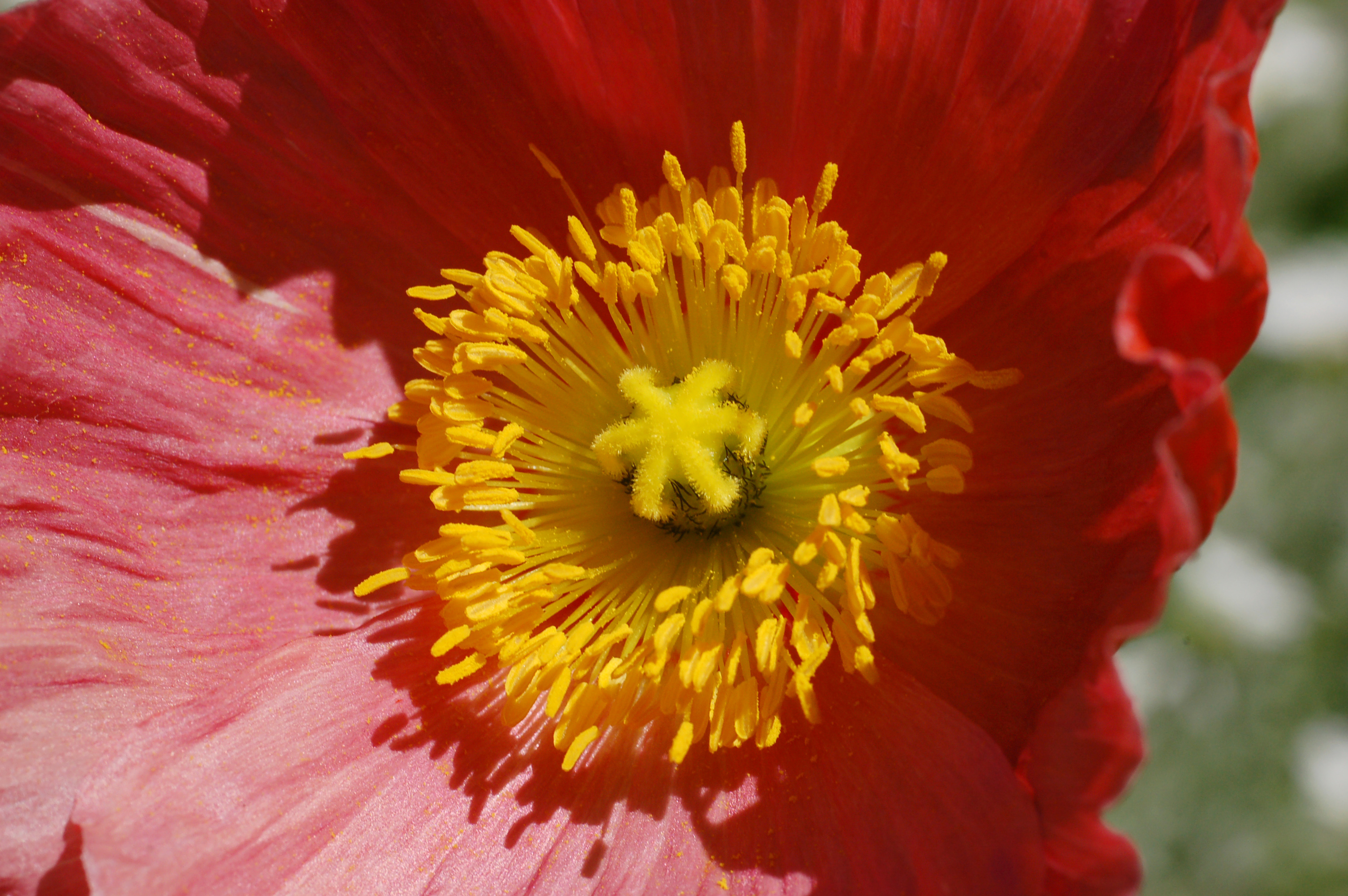 Iceland Poppy Papaver nudicaule 'Champagne Bubbles' Pink Center
