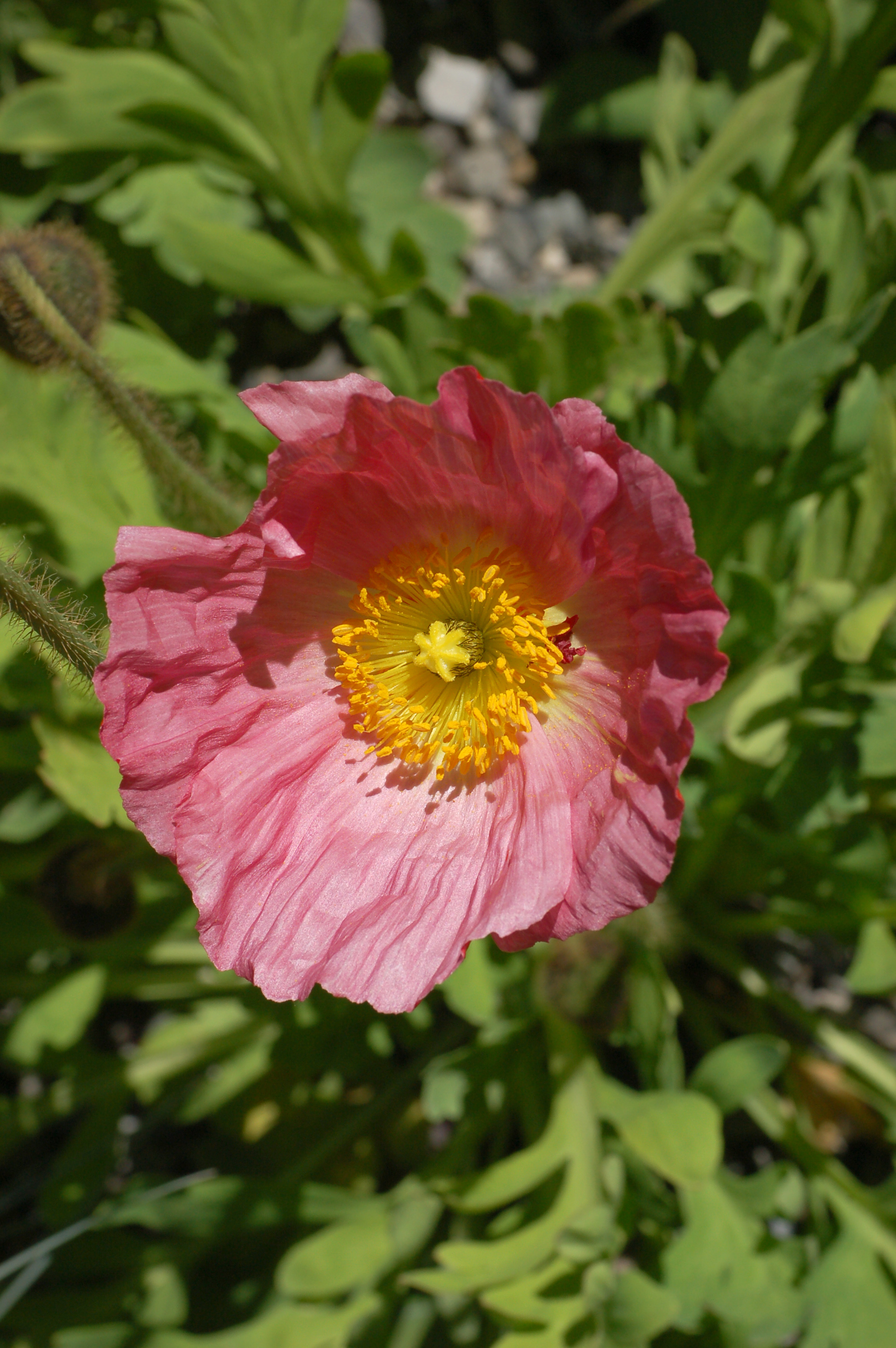 Iceland Poppy Papaver nudicaule 'Champagne Bubbles' Pink Top