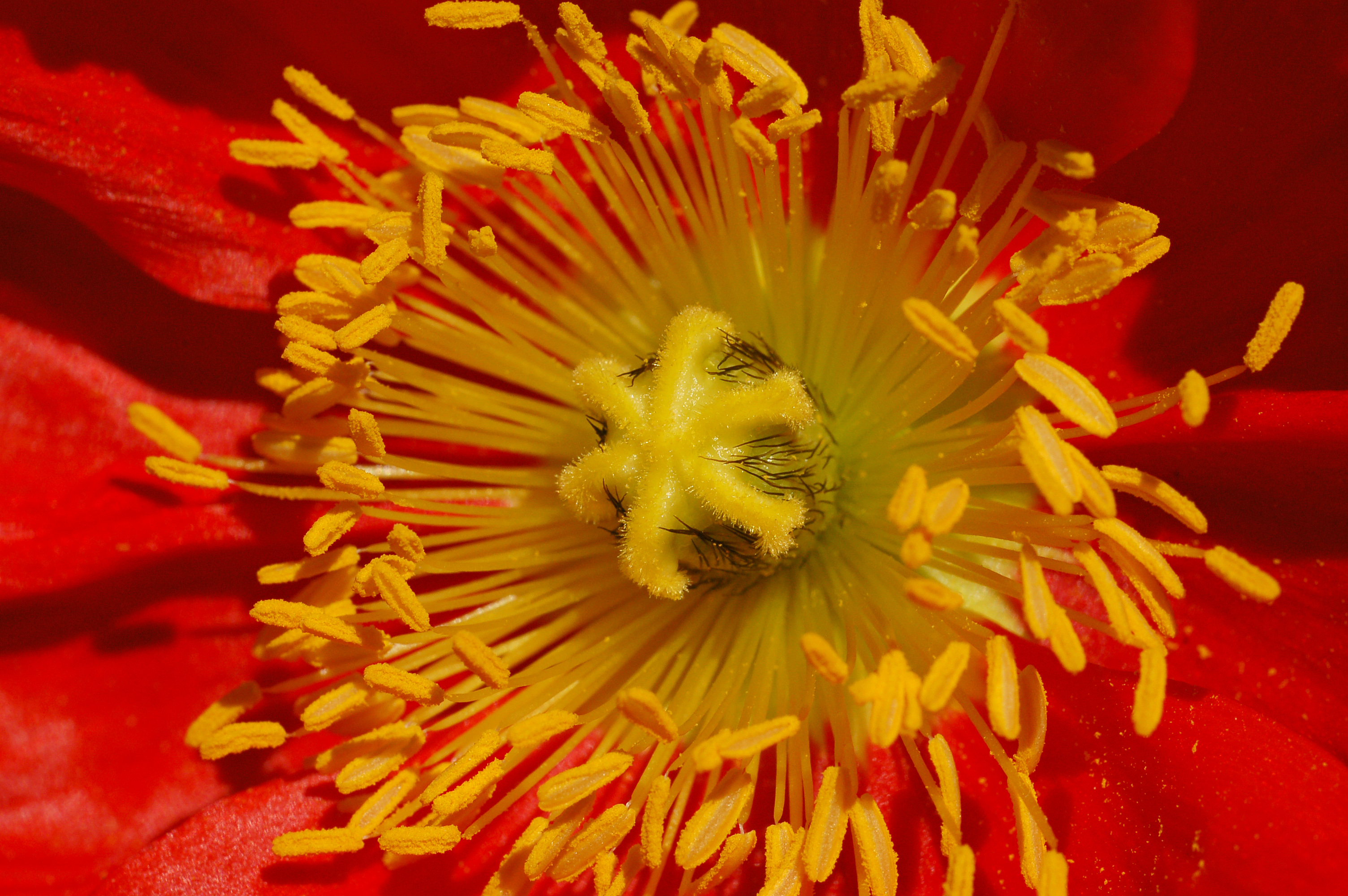 Iceland Poppy Papaver nudicaule 'Champagne Bubbles' Red Closeup