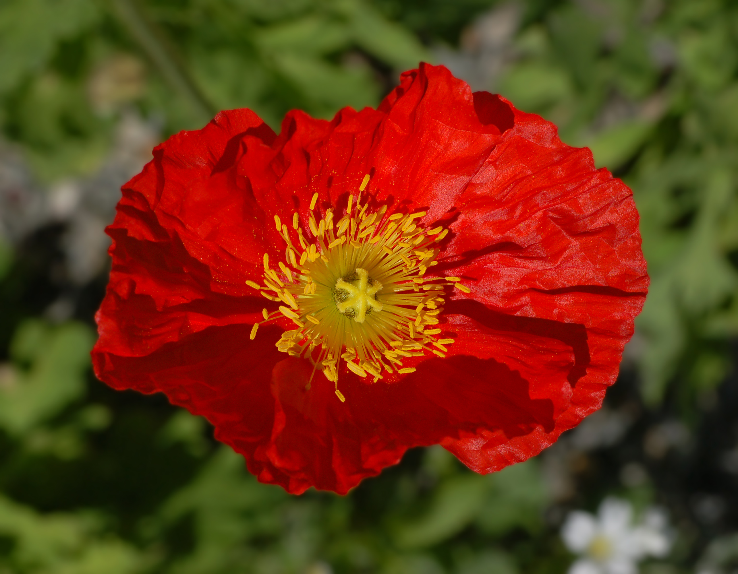 Iceland Poppy Papaver nudicaule 'Champagne Bubbles' Red Top