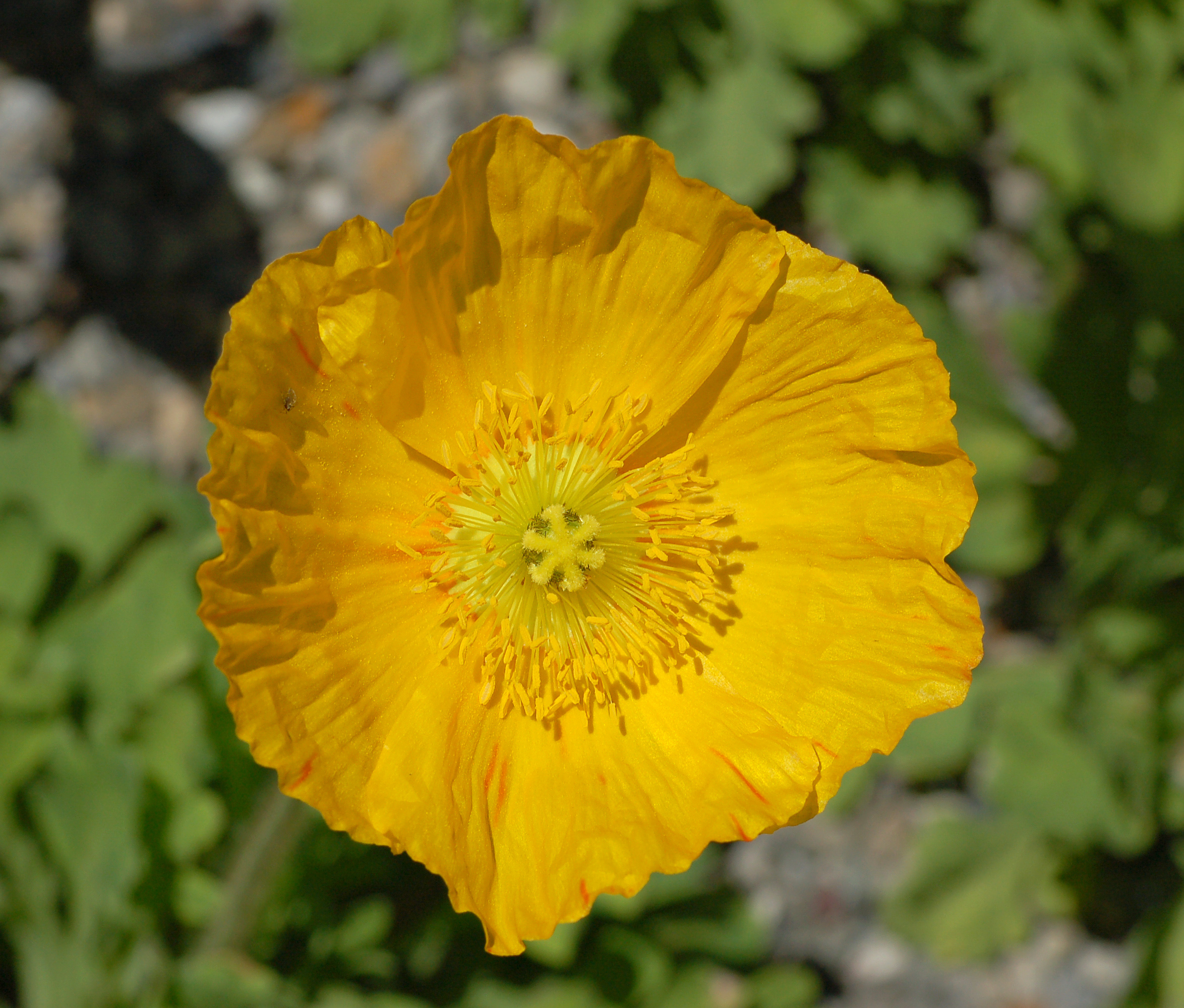 Iceland Poppy Papaver nudicaule 'Champagne Bubbles' Yellow Top
