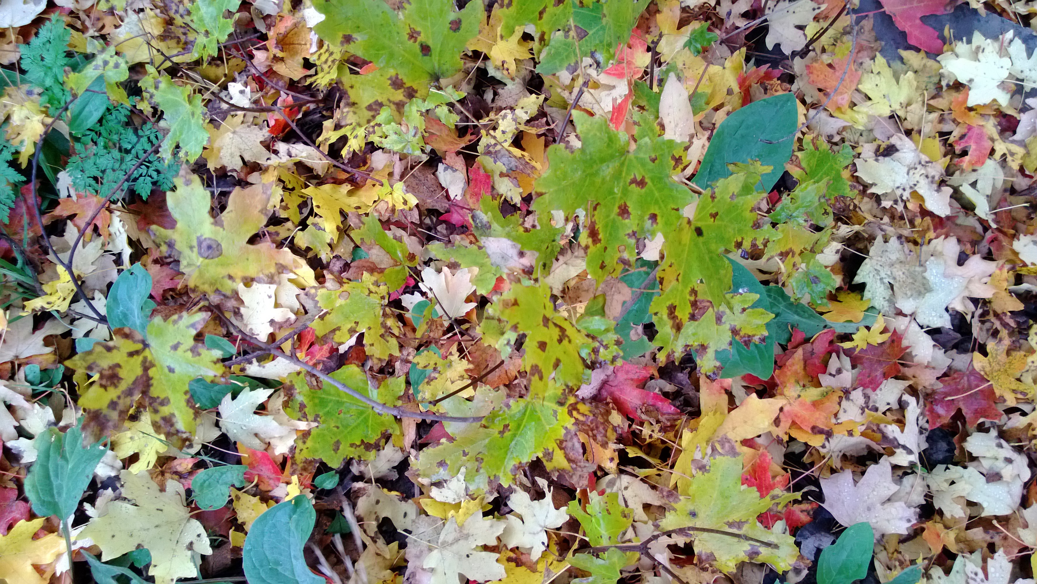 Idaho Autumn Leaves