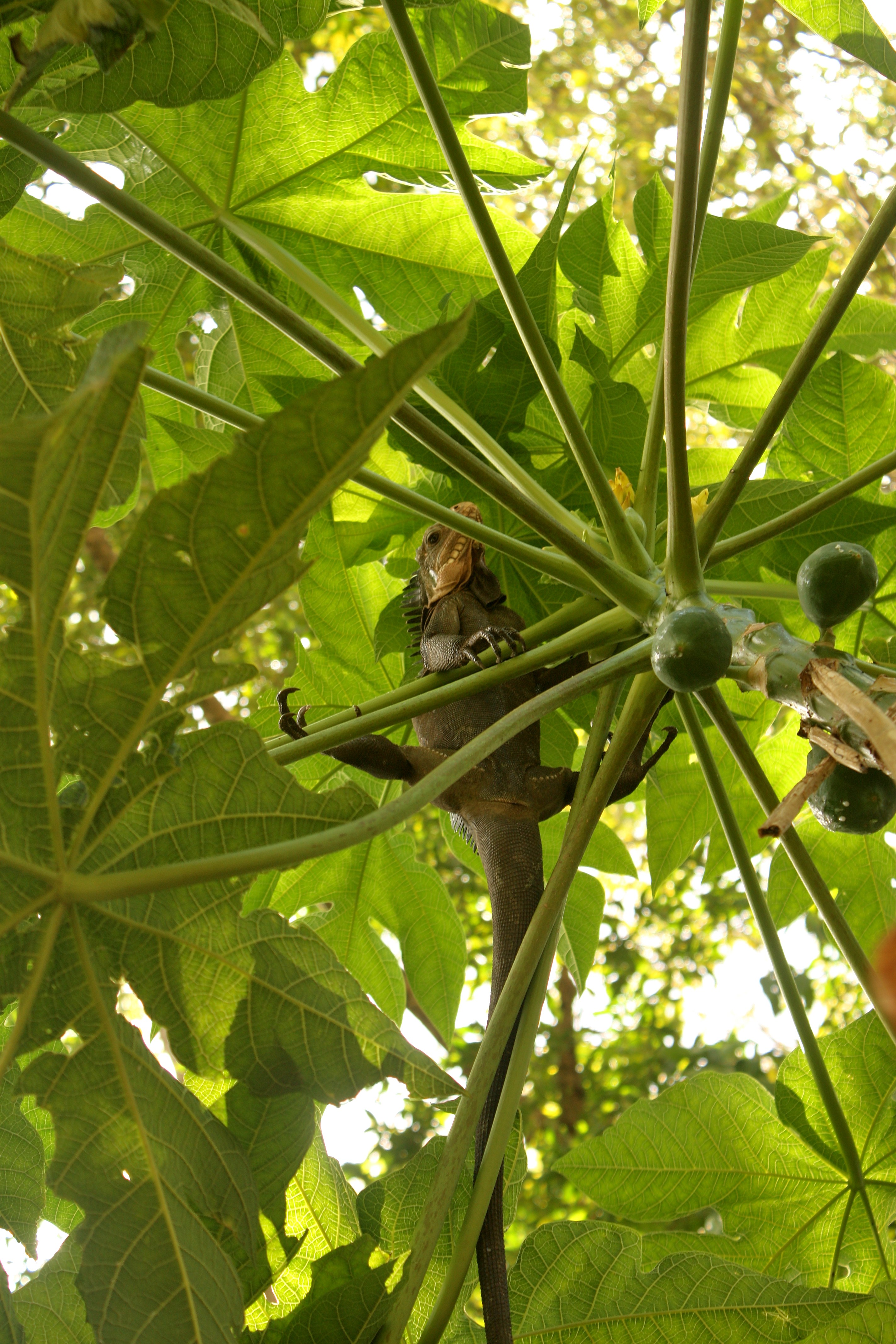 Iguana delicatissima in Picard, Dominica-2012 03 06 0518