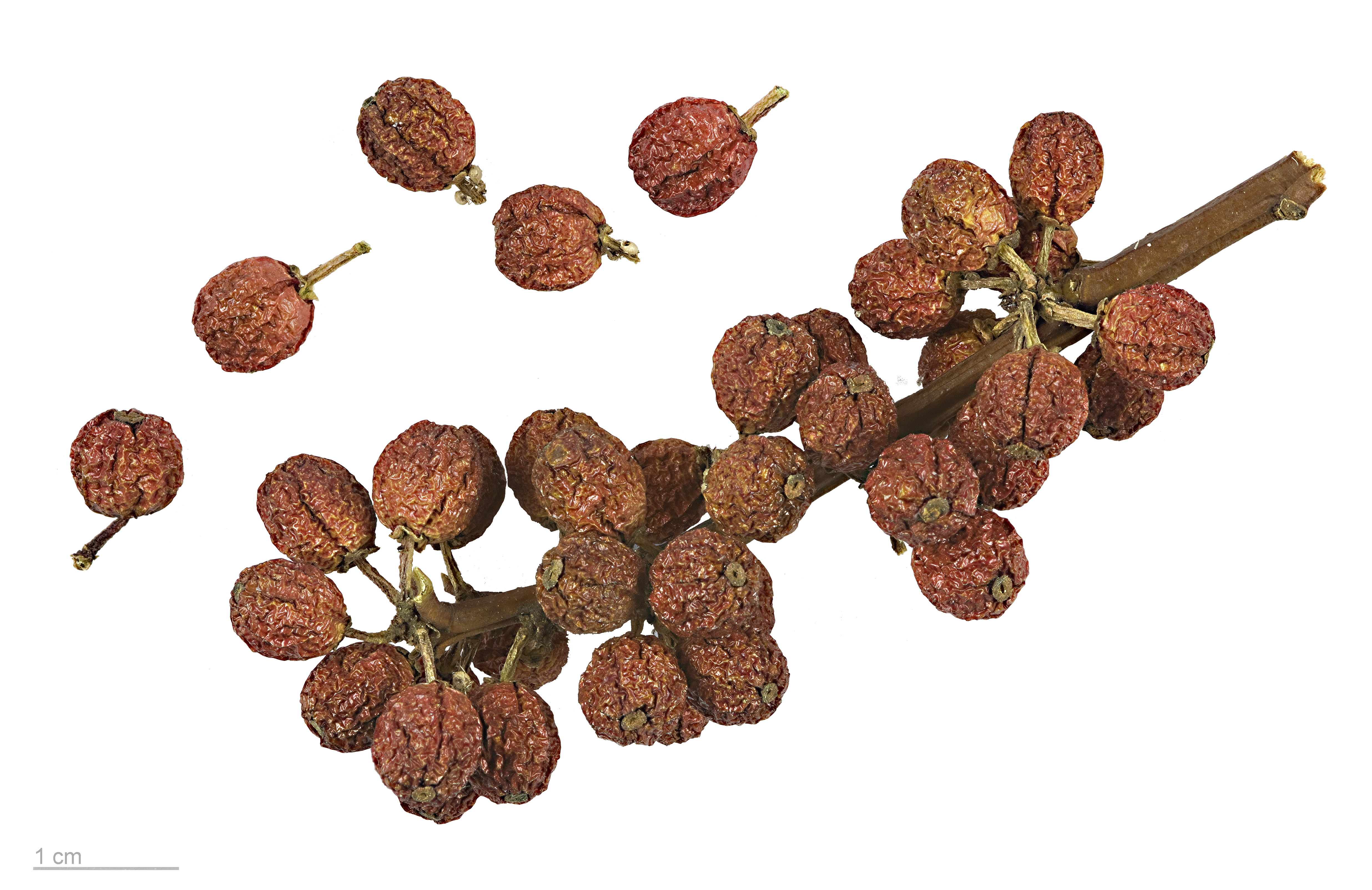 Ilex aquifolium MHNT.BOT.2004.0.489
