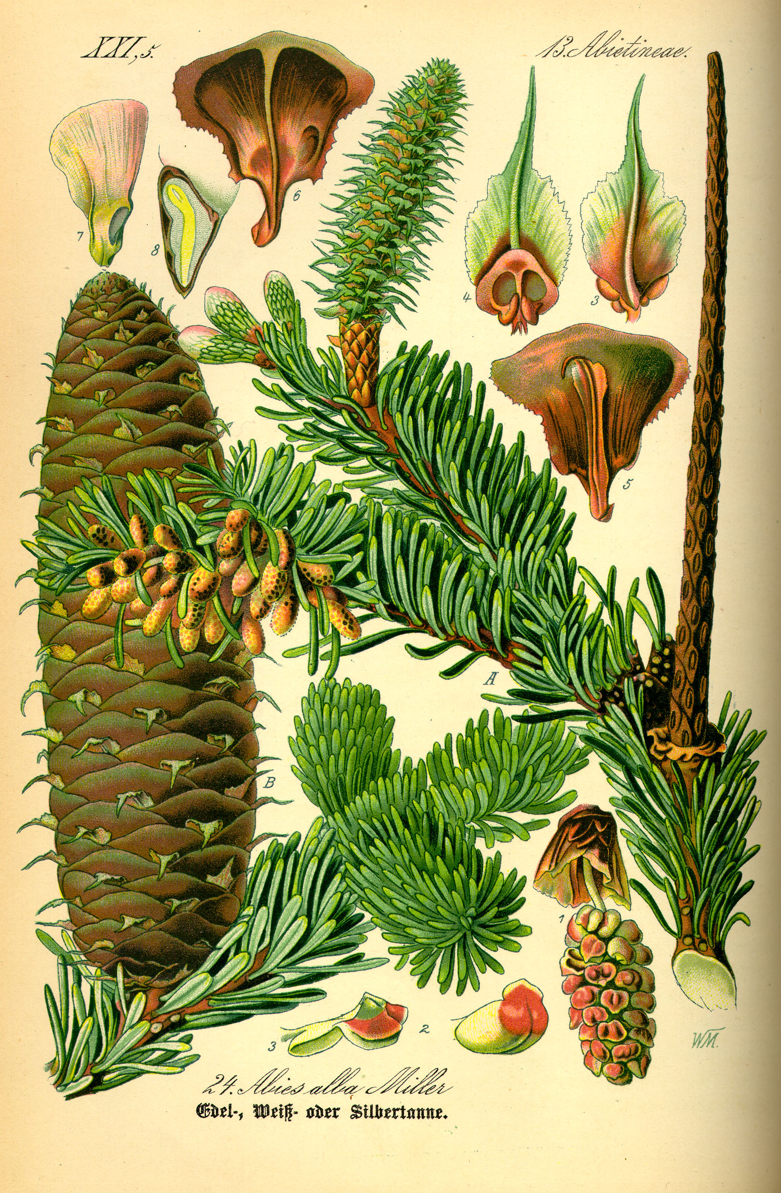 Illustration Abies alba0