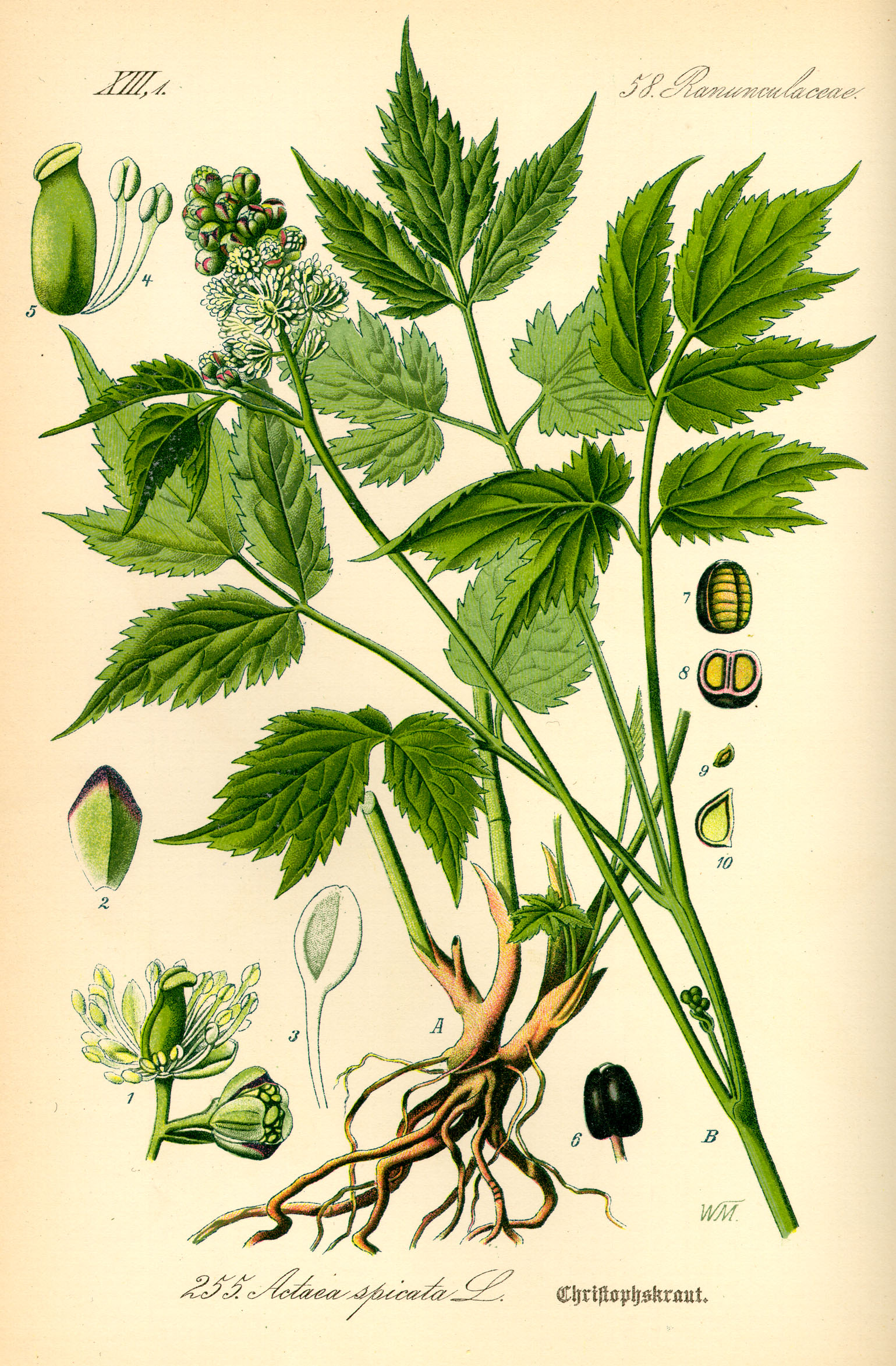 Illustration Actaea spicata0