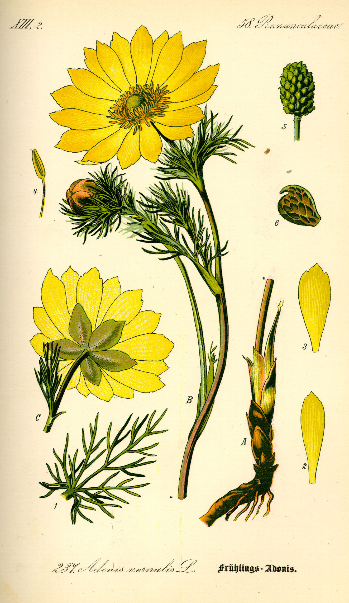 Illustration Adonis vernalis0