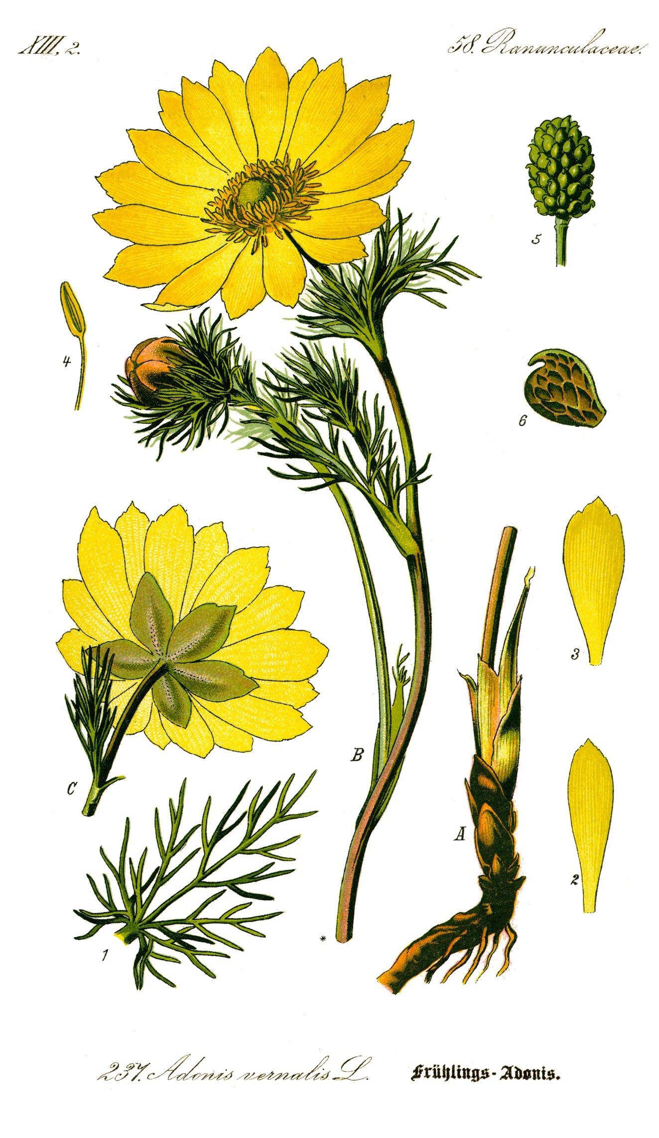 Illustration Adonis vernalis0 clean