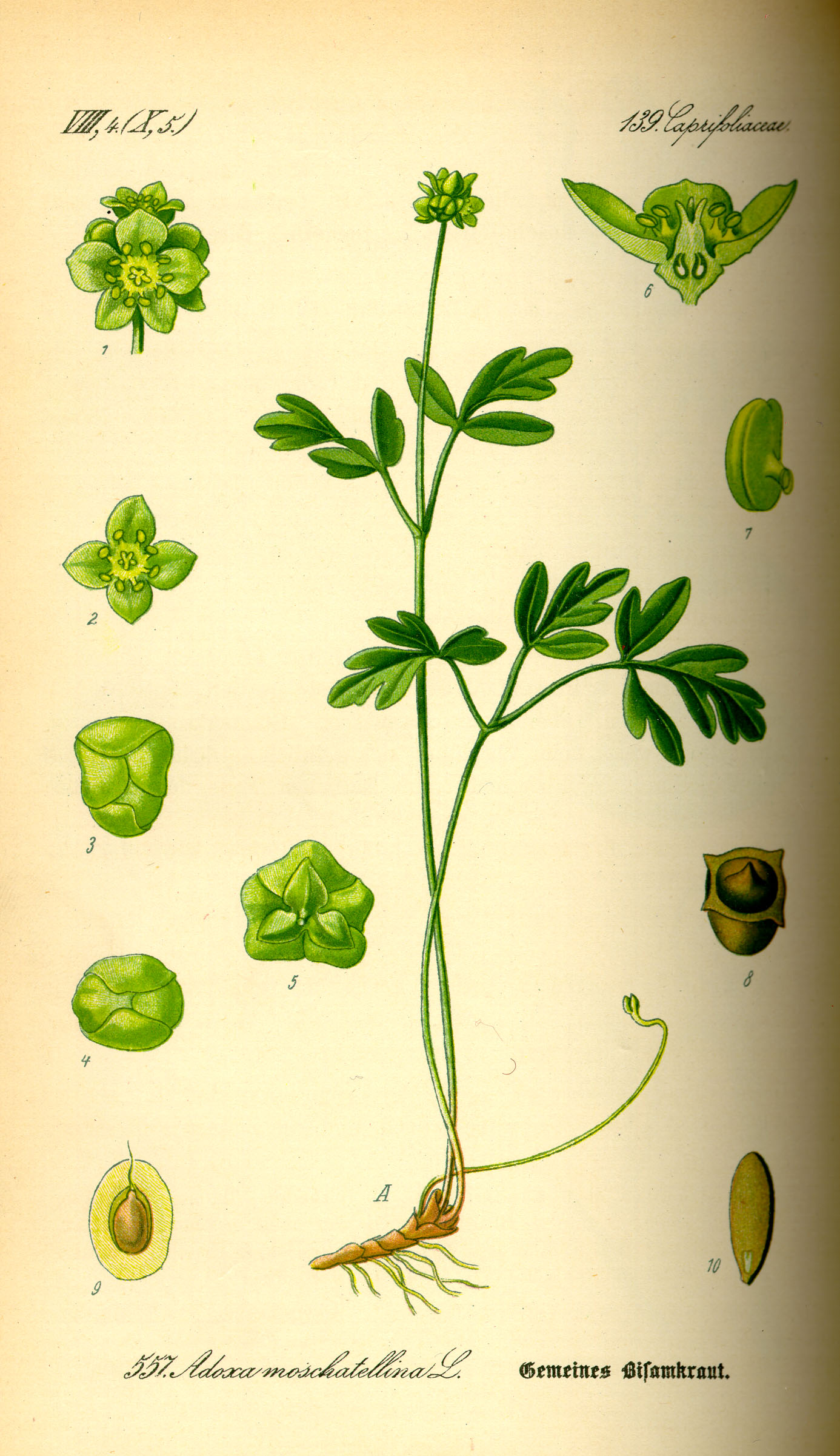 Illustration Adoxa moschatellina0