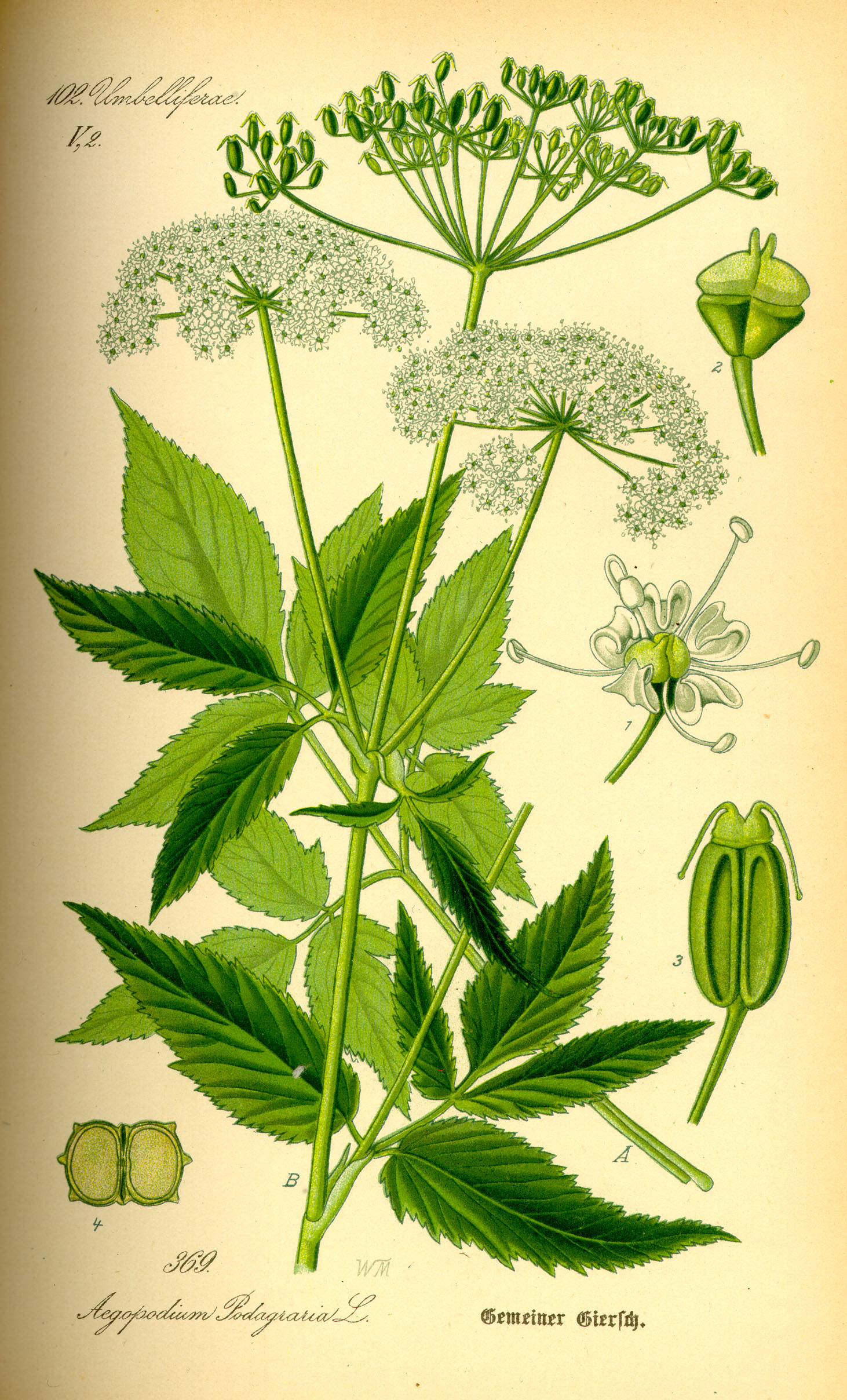 Illustration Aegopodium podagraria0
