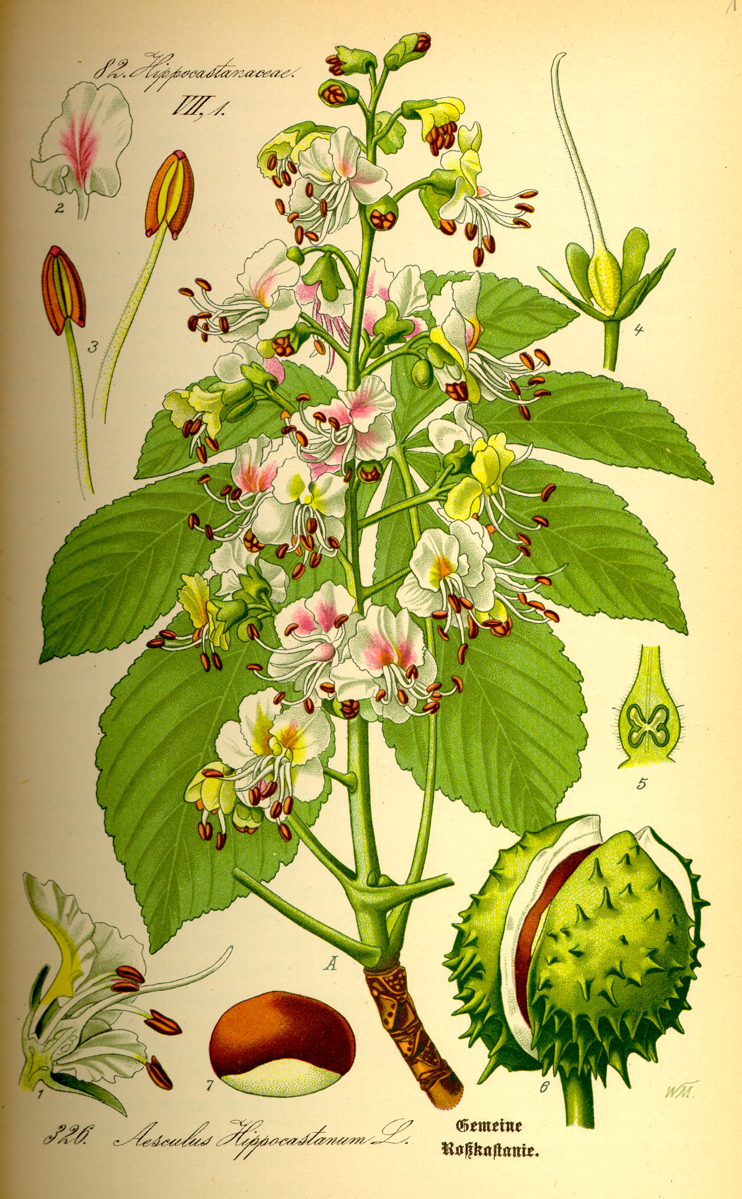 Illustration Aesculus hippocastanum0