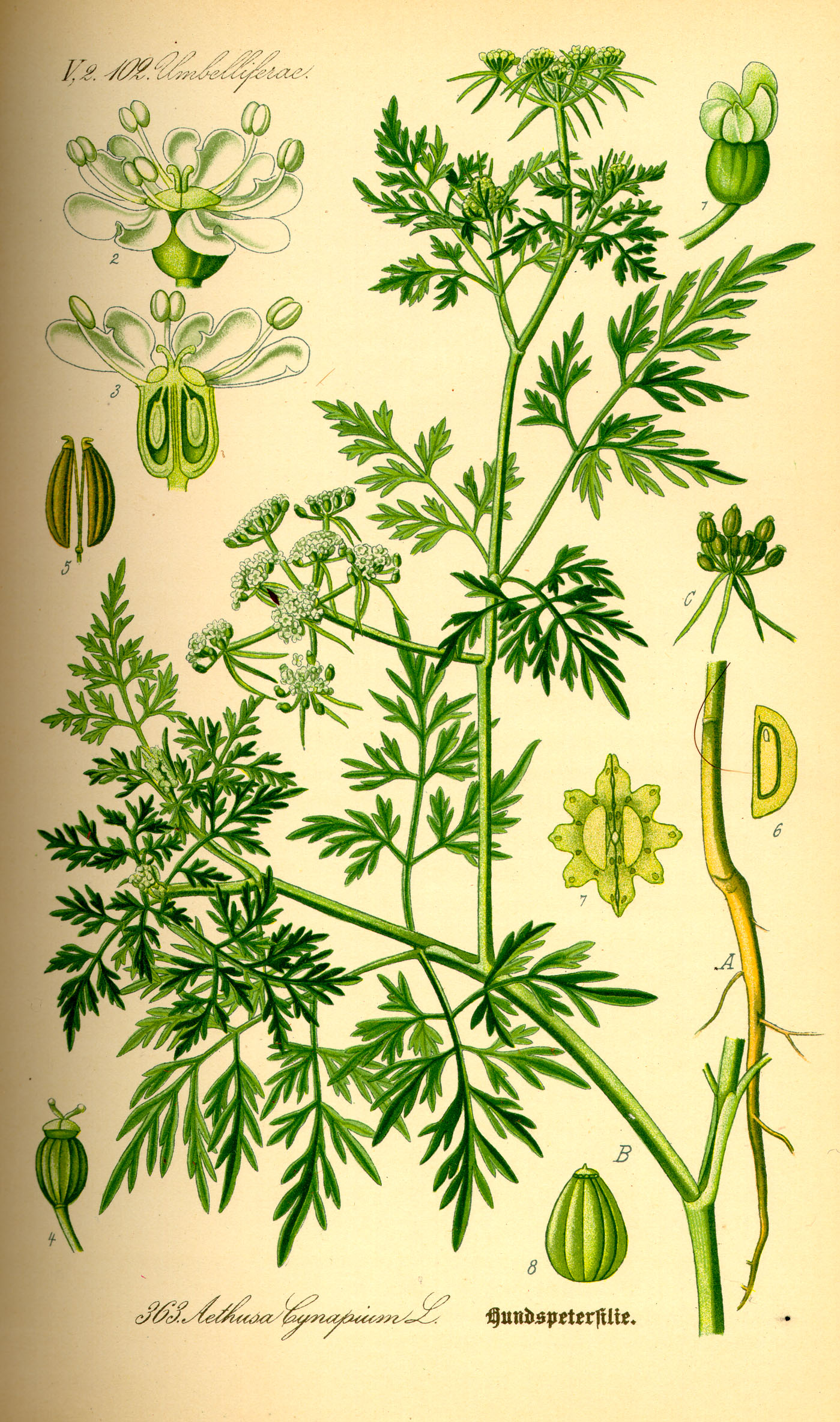 Illustration Aethusa cynapium0