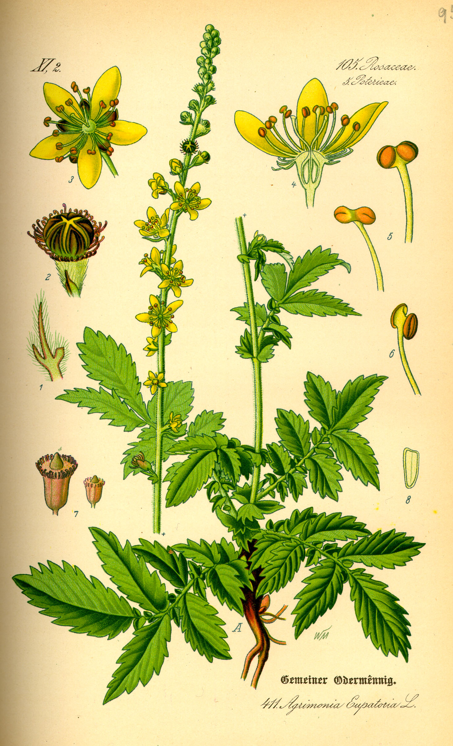 Illustration Agrimonia eupatoria0