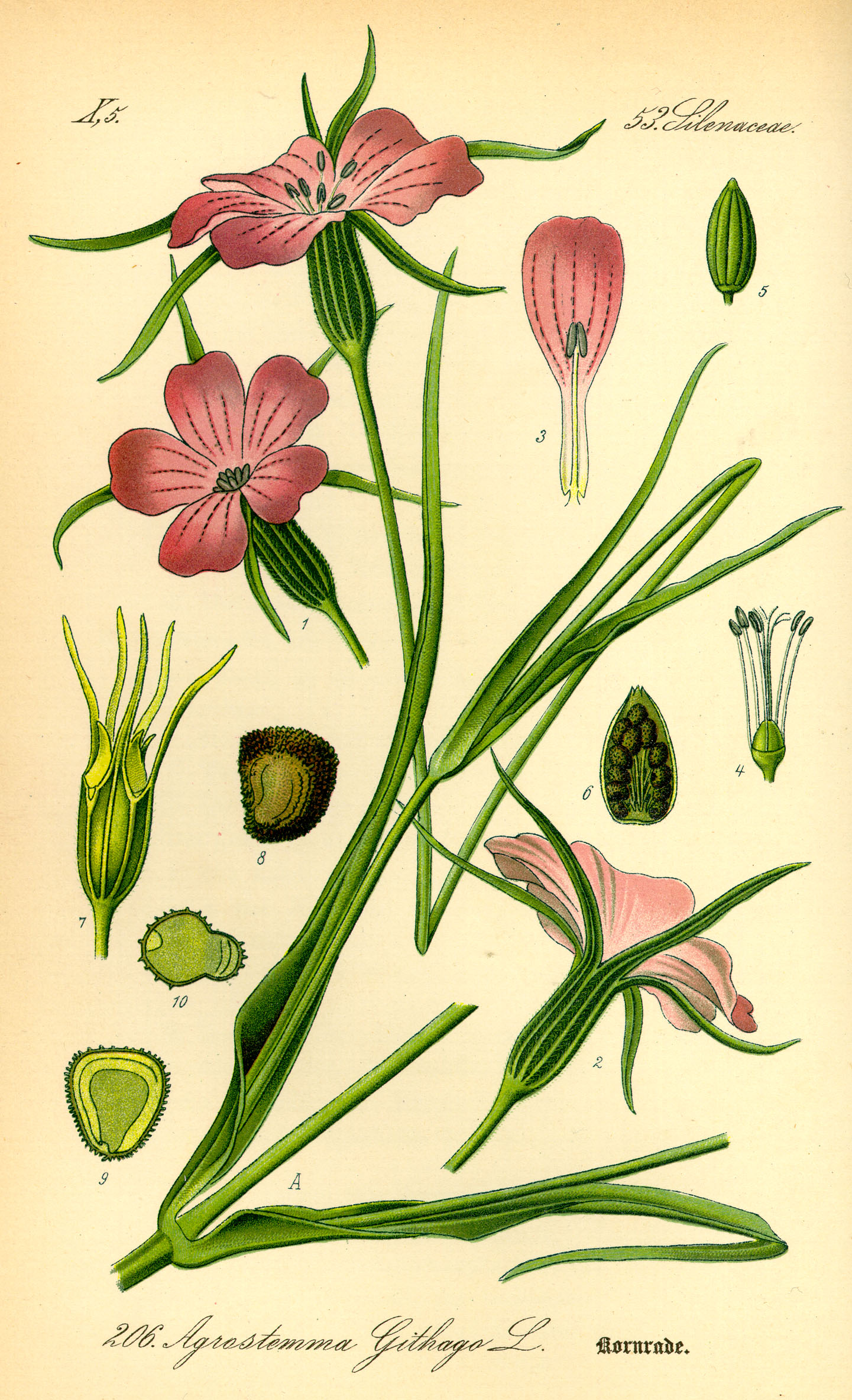 Illustration Agrostemma githago0