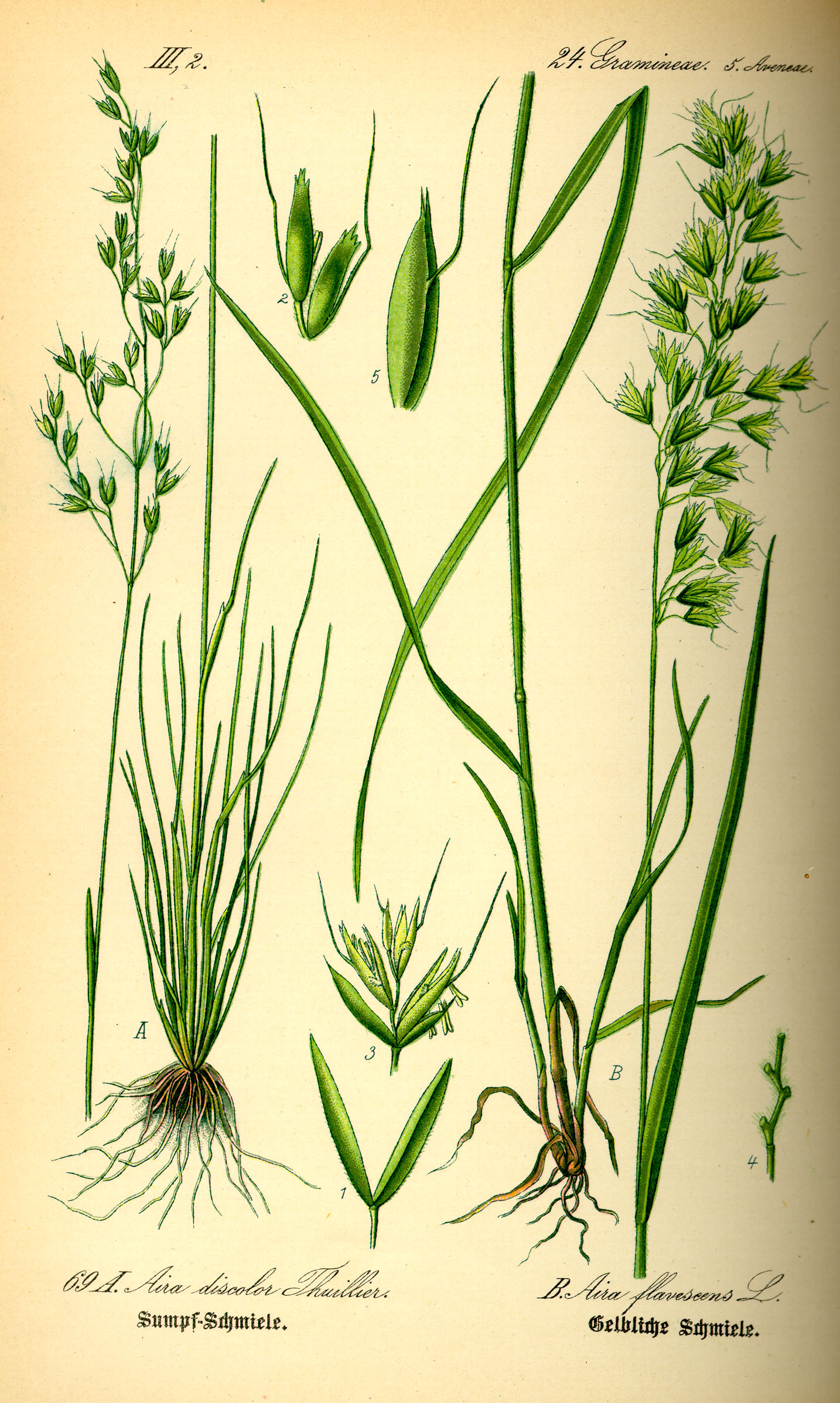 Illustration Aira flavescens0