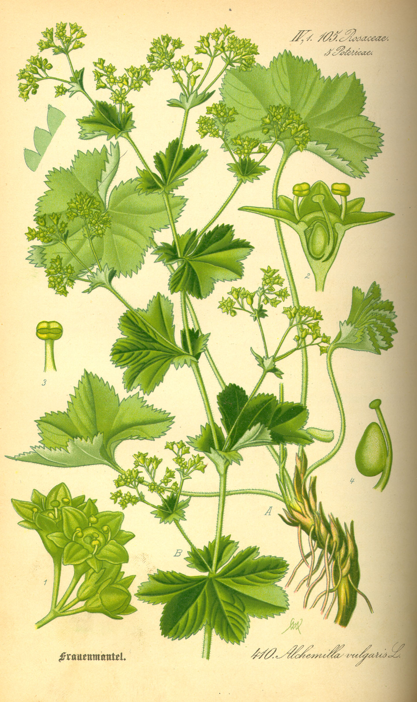 Illustration Alchemilla vulgaris0