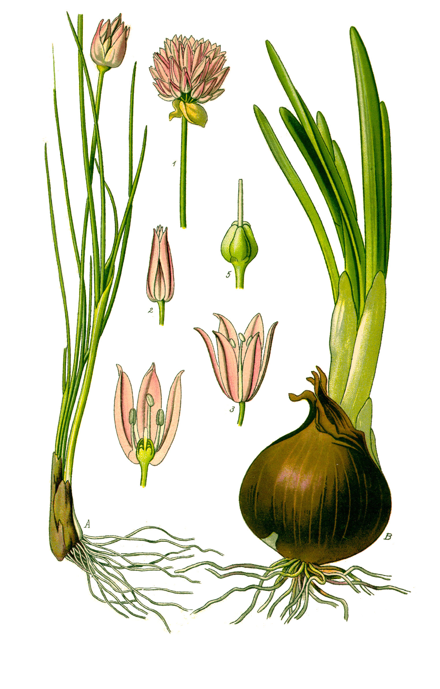 Illustration Allium schoenoprasum0