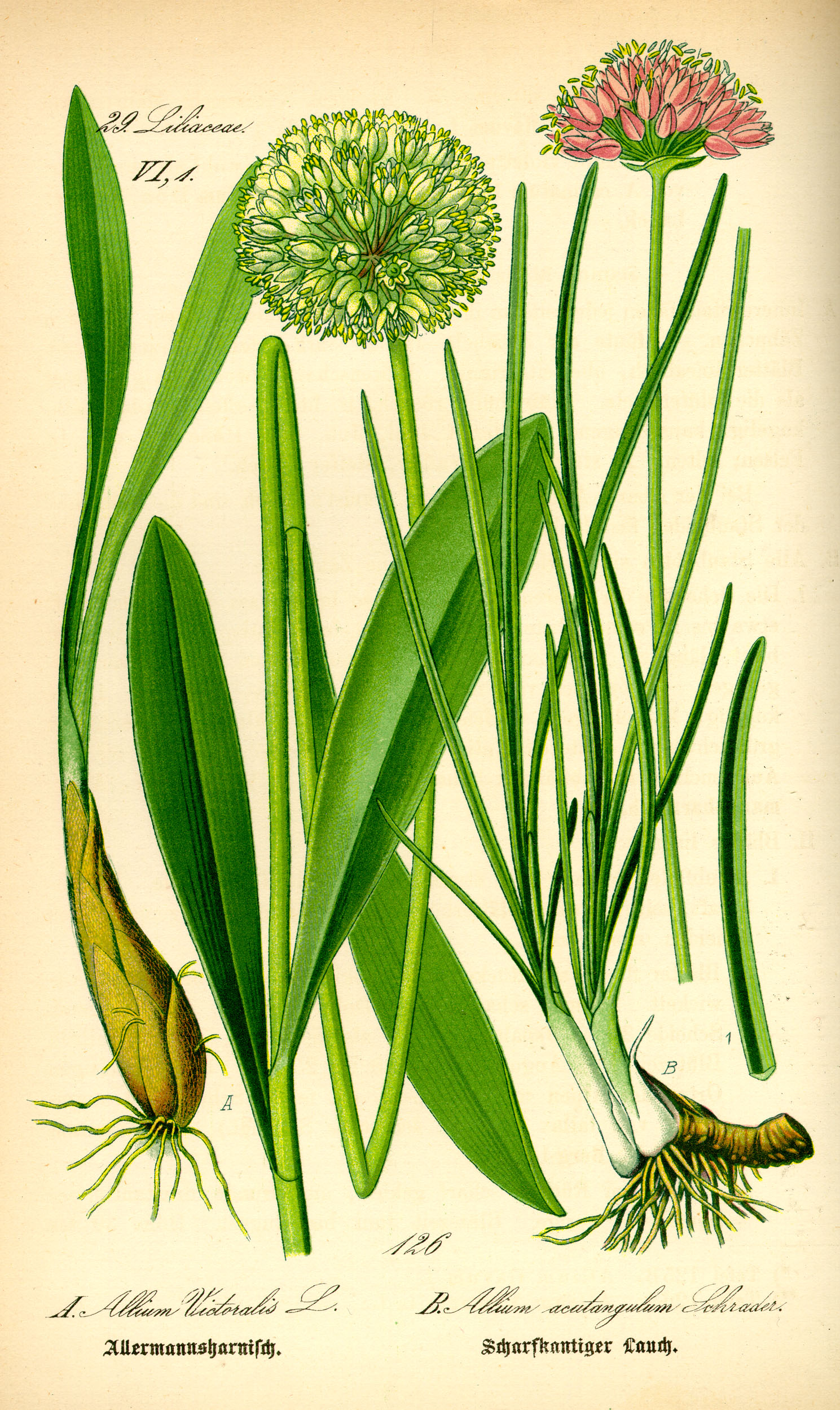Illustration Allium victoralis0