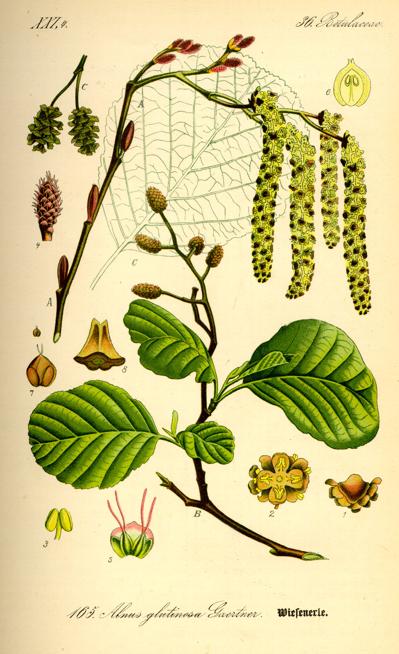 Illustration Alnus glutinosa0