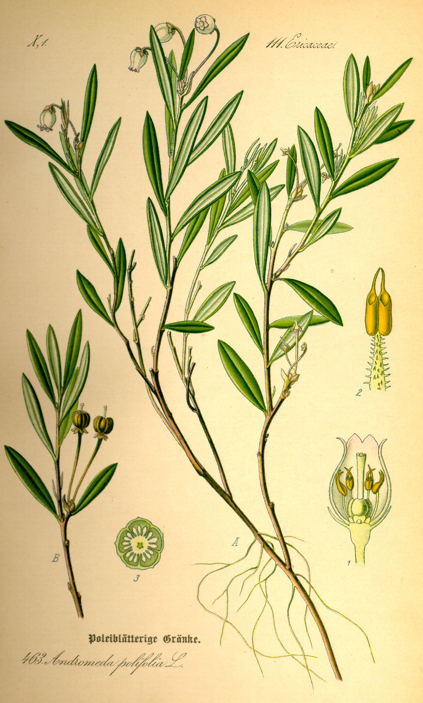 Illustration Andromeda polifolia0