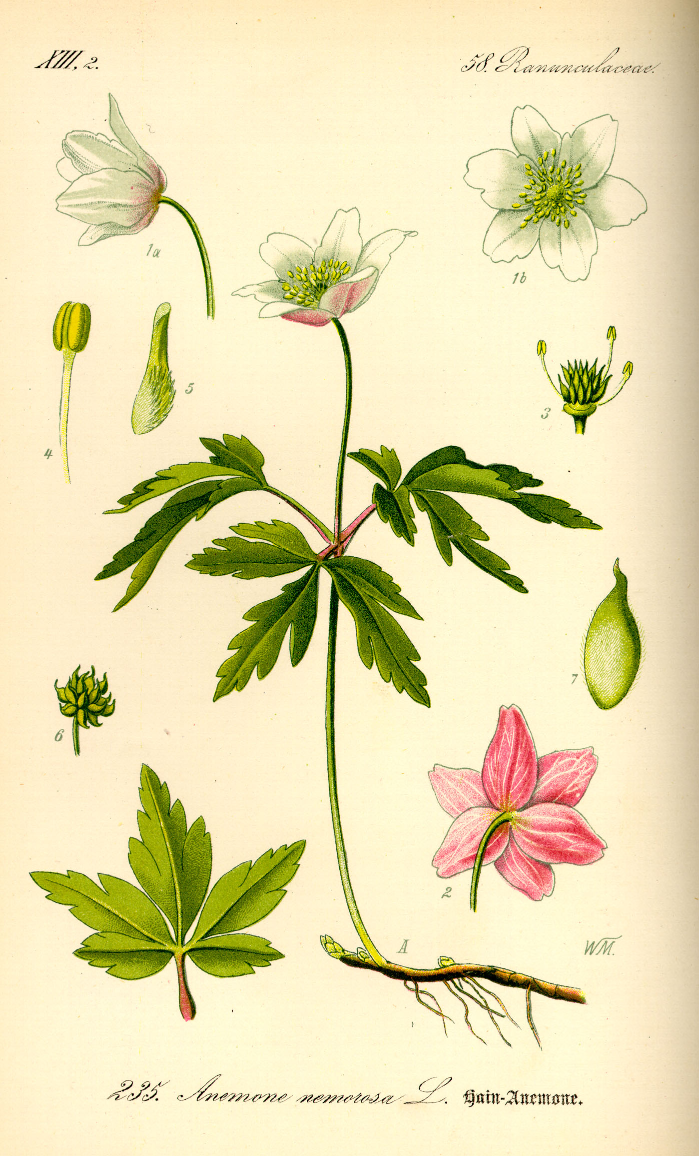 Illustration Anemone nemorosa0