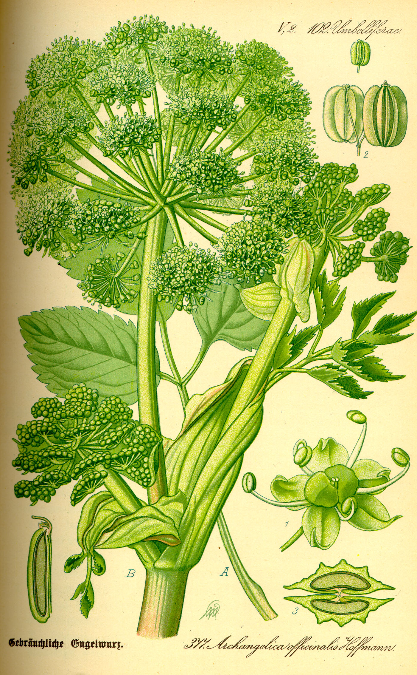 Illustration Angelica archangelica0