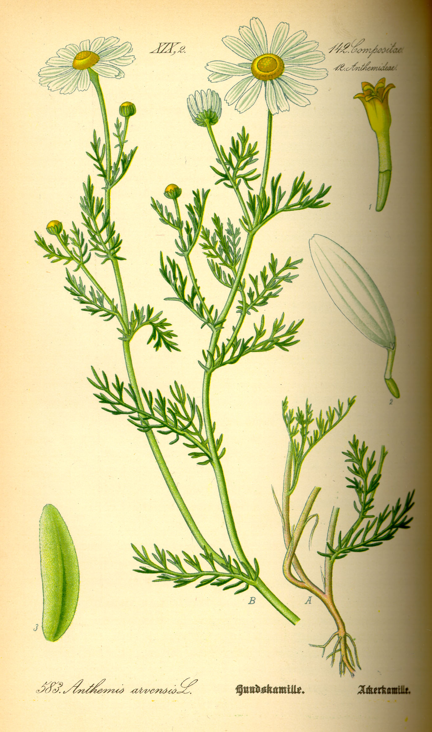 Illustration Anthemis arvensis0