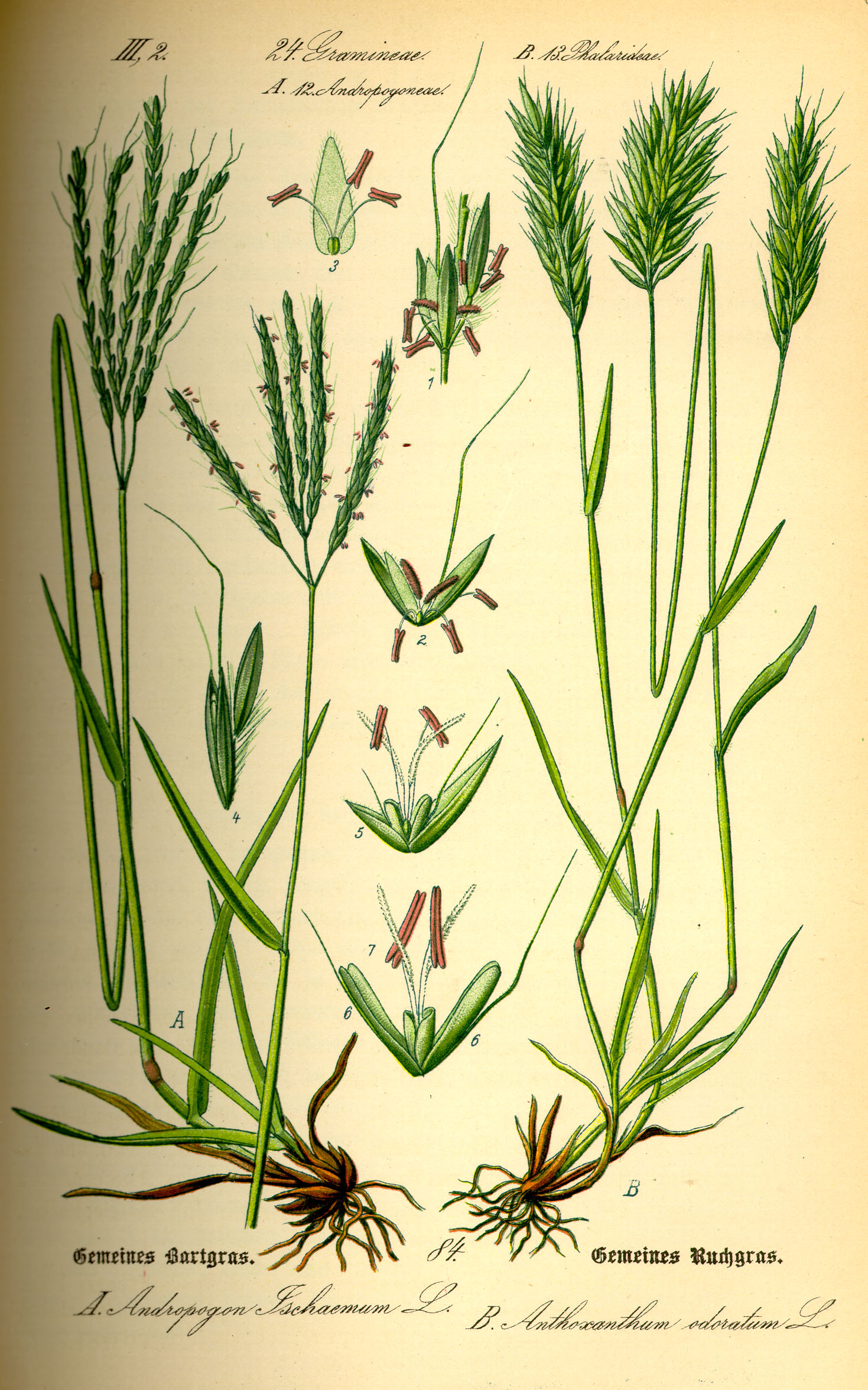 Illustration Anthoxanthum odoratum0