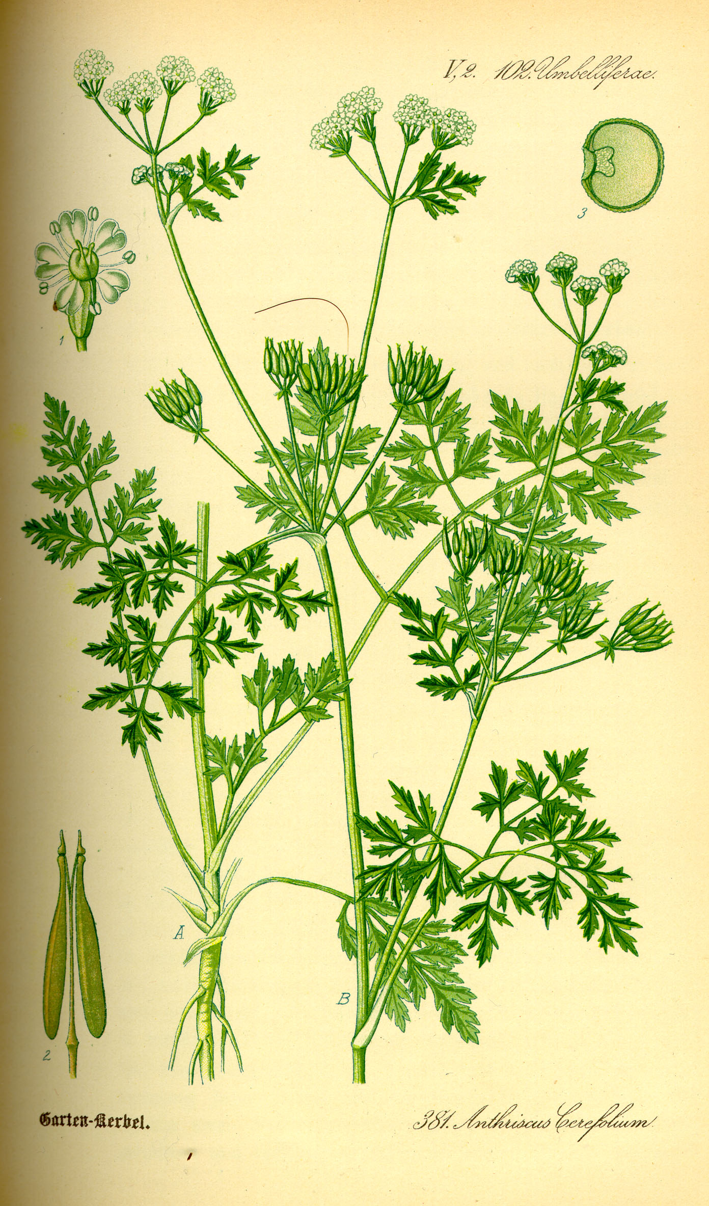 Illustration Anthriscus cerefolium0