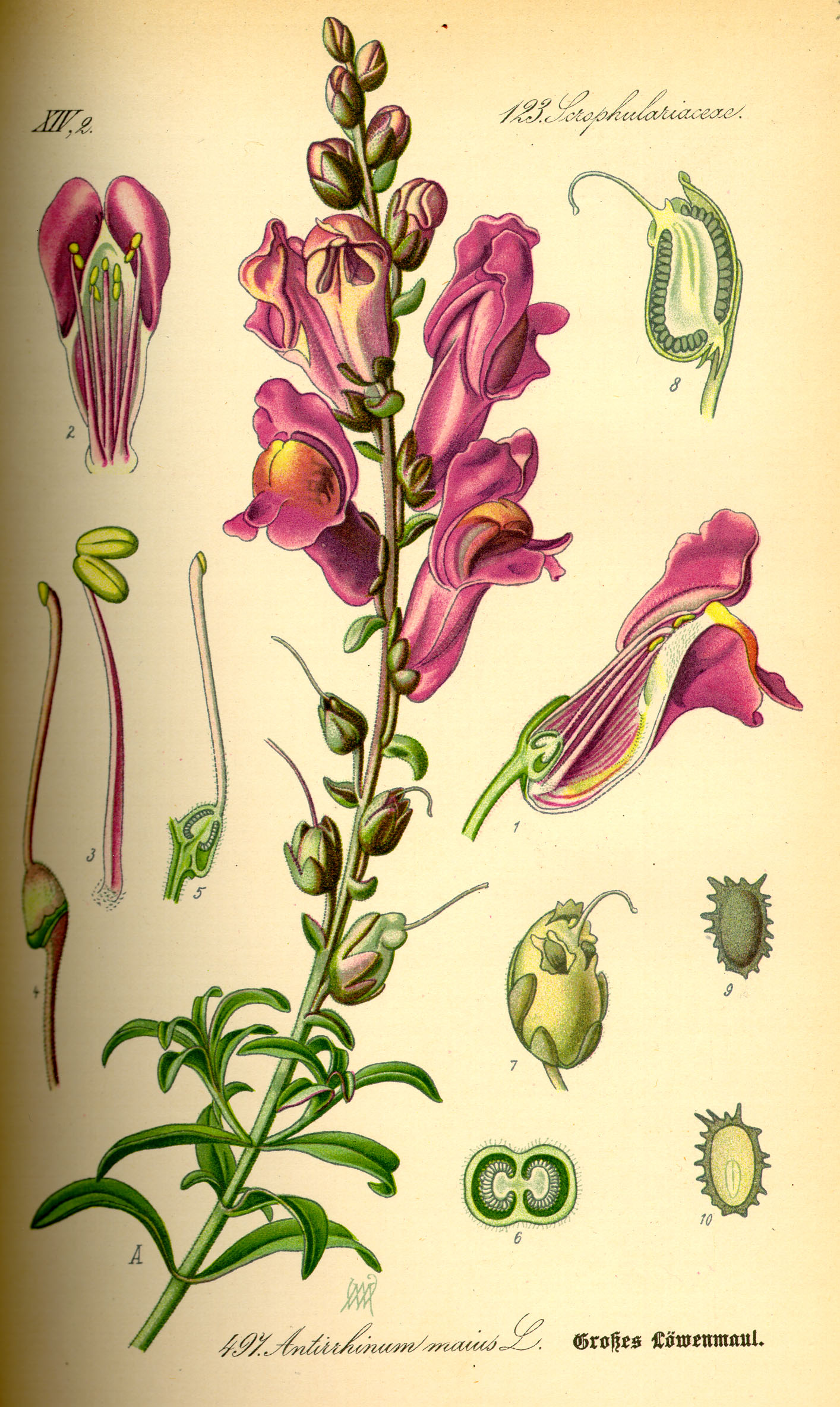 Illustration Antirrhinum majus0